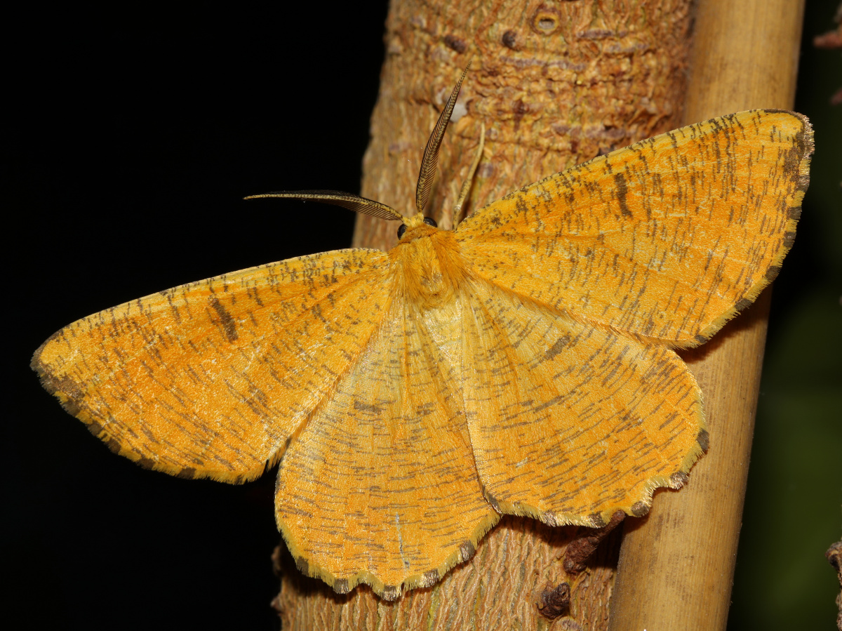 Angerona prunaria ♂ (Animals » Insects » Butterfies and Moths » Geometridae)