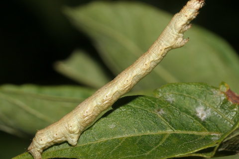 Ectropis crepuscularia larva