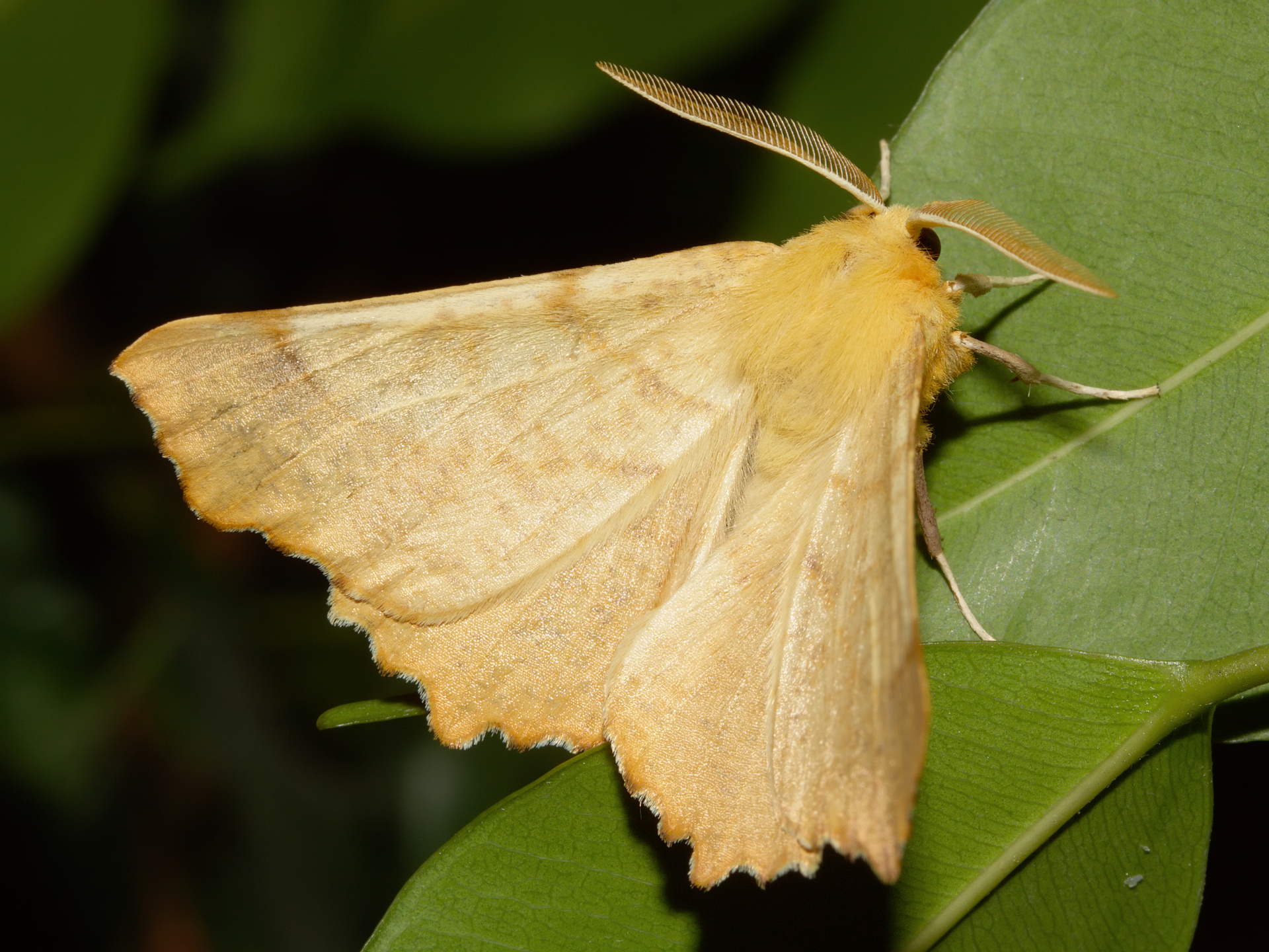 Ennomos autumnaria (Zwierzęta » Owady » Motyle i ćmy » Geometridae)