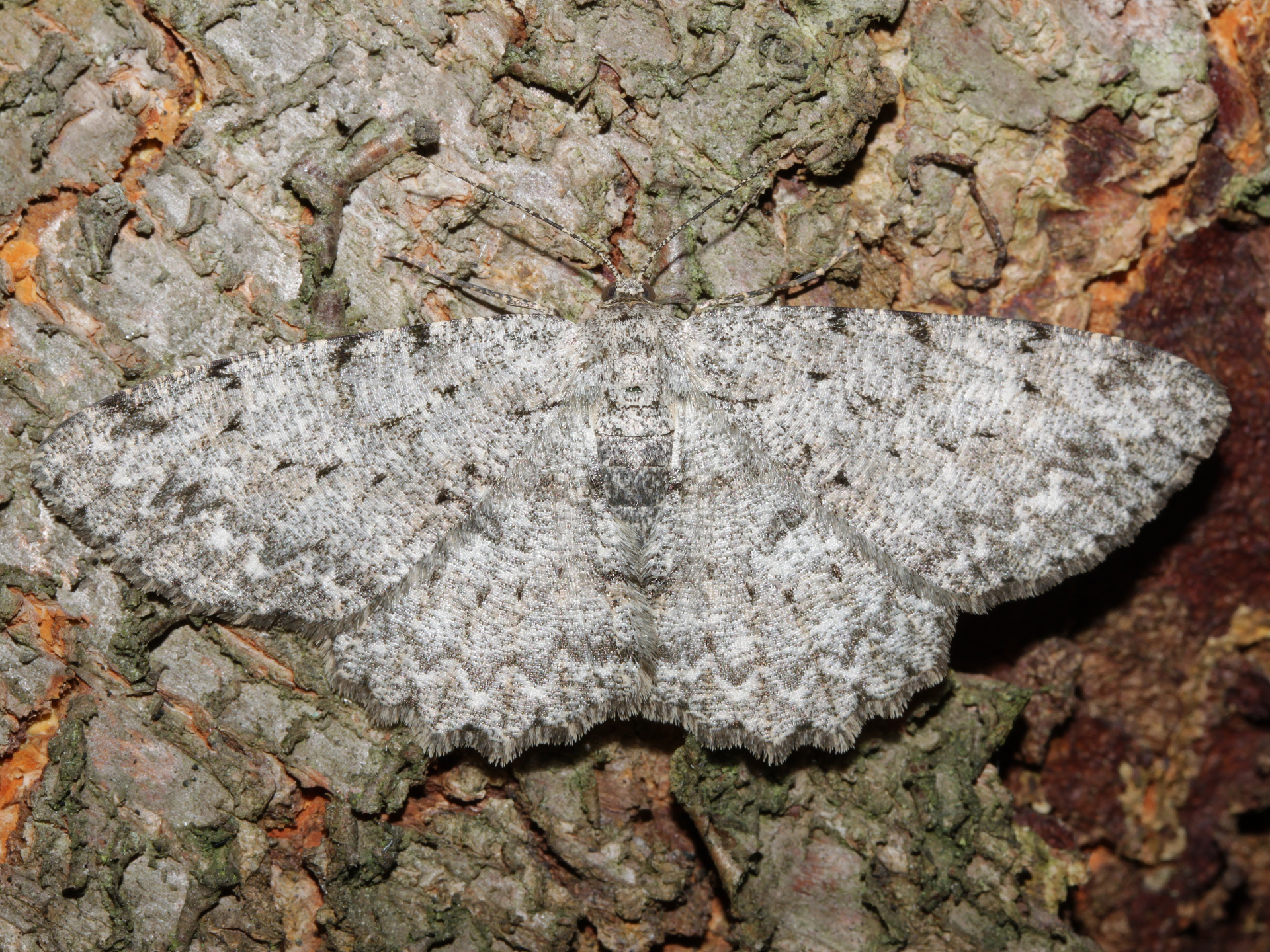Hypomecis punctinalis (Zwierzęta » Owady » Motyle i ćmy » Geometridae)
