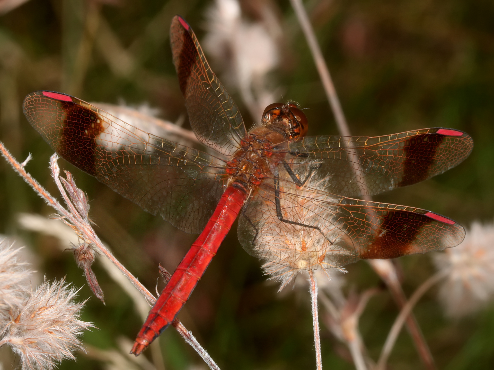 Sympetrum pedemontanum (Animals » Insects » Dragonflies)