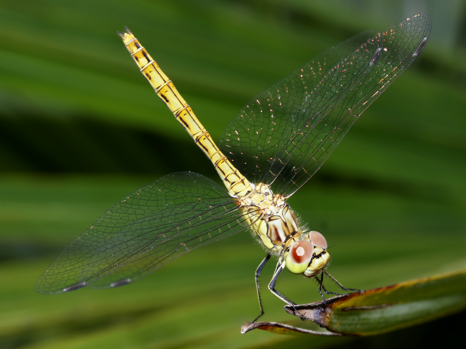 Sympetrum vulgatum (Animals » Insects » Dragonflies)