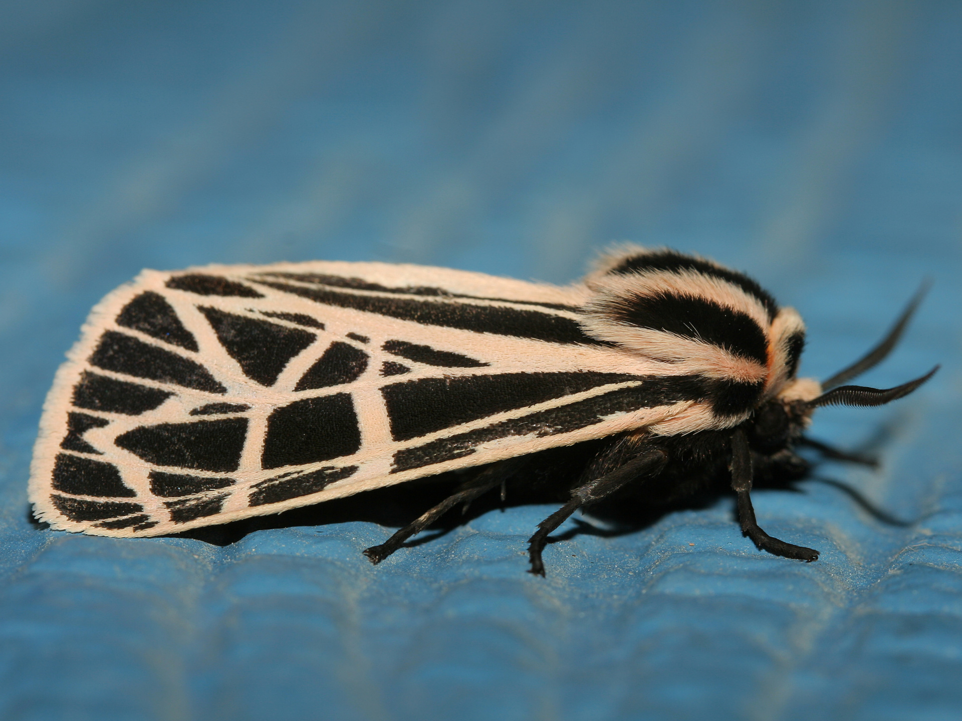 Grammia parthenice (Podróże » USA: Na ziemi Czejenów » Zwierzęta » Motyle i ćmy » Arctiidae)