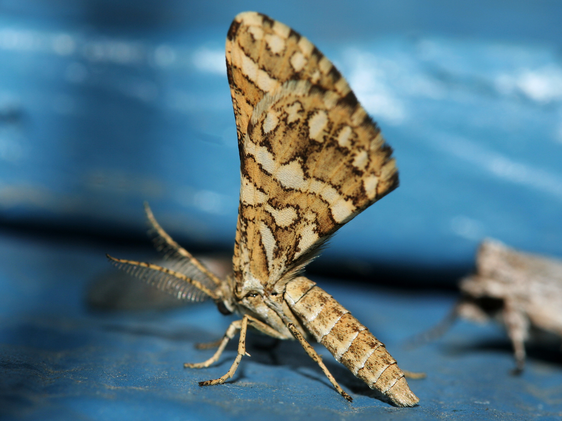 Narraga fimetaria (Podróże » USA: Na ziemi Czejenów » Zwierzęta » Motyle i ćmy » Geometridae)