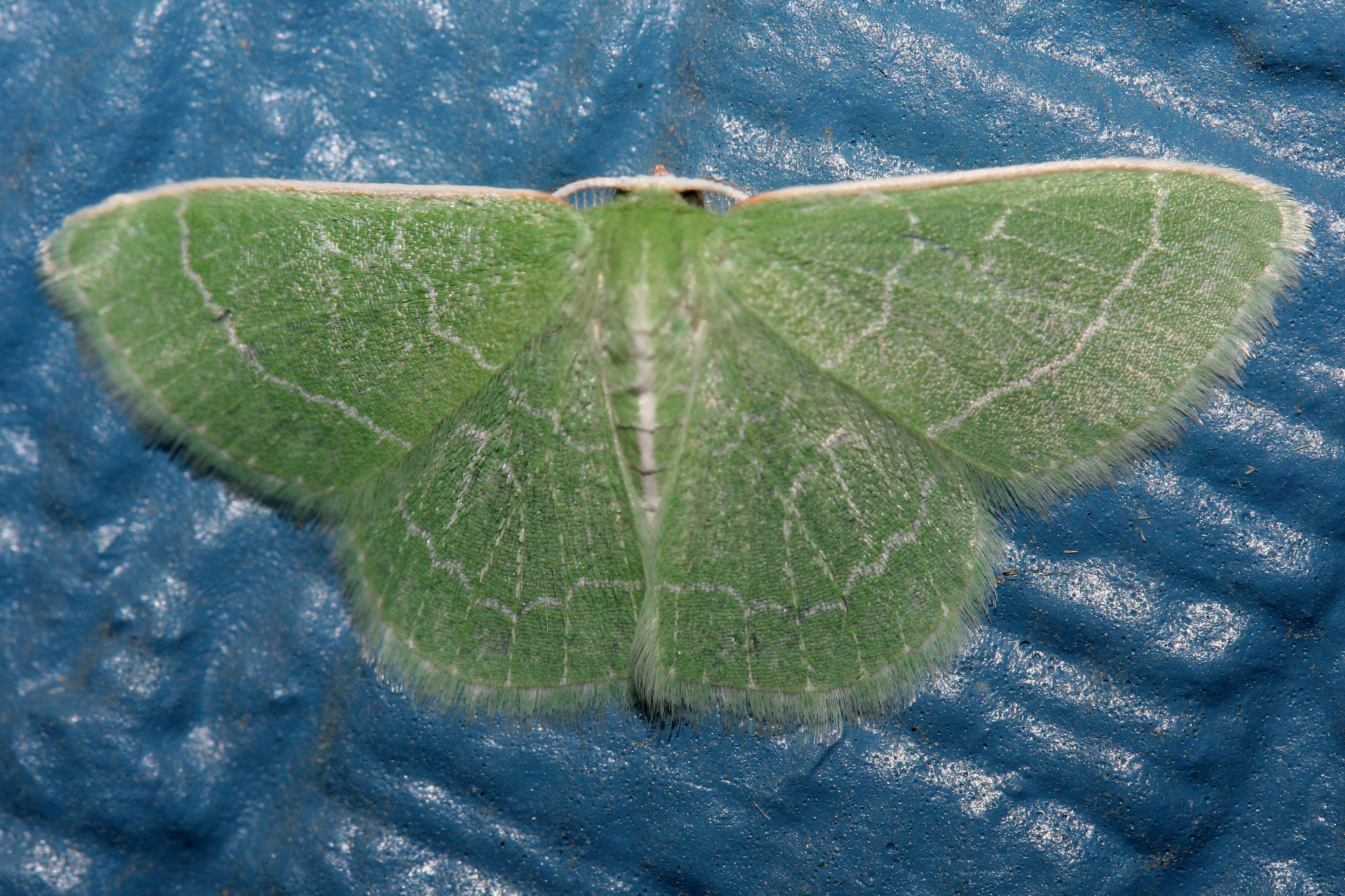 Synchlora aerata (Travels » US Trip 1: Cheyenne Country » Animals » Butterfies and Moths » Geometridae)