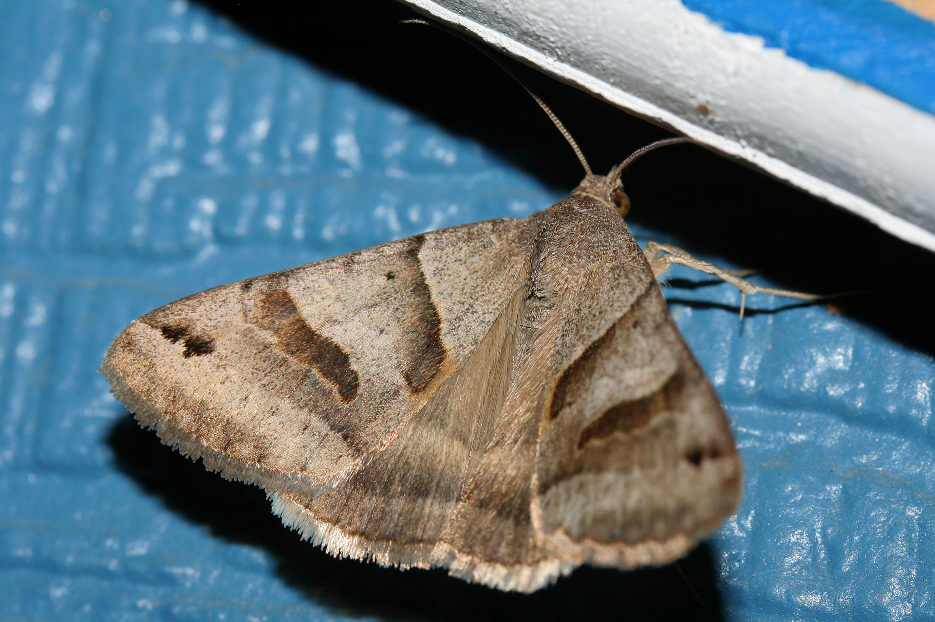 Caenurgina erechtea (Podróże » USA: Na ziemi Czejenów » Zwierzęta » Motyle i ćmy » Noctuidae)