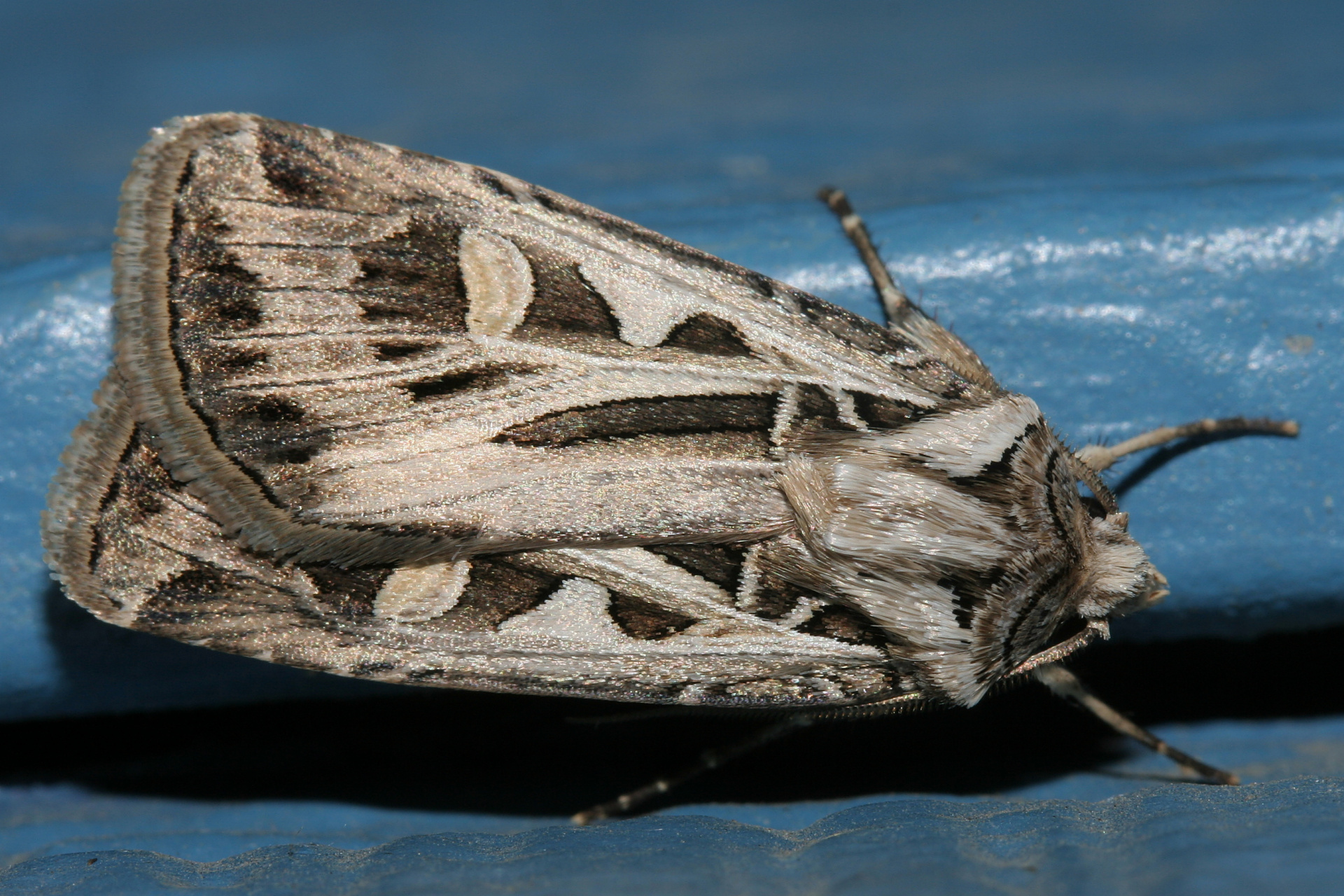 Feltia jaculifera (Travels » US Trip 1: Cheyenne Country » Animals » Butterfies and Moths » Noctuidae)