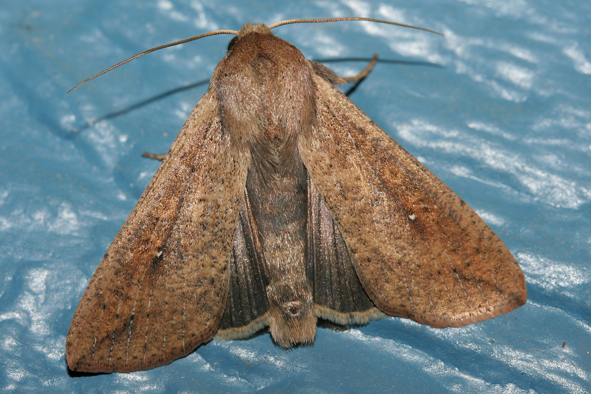 Mythimna unipunctata (Travels » US Trip 1: Cheyenne Country » Animals » Butterfies and Moths » Noctuidae)