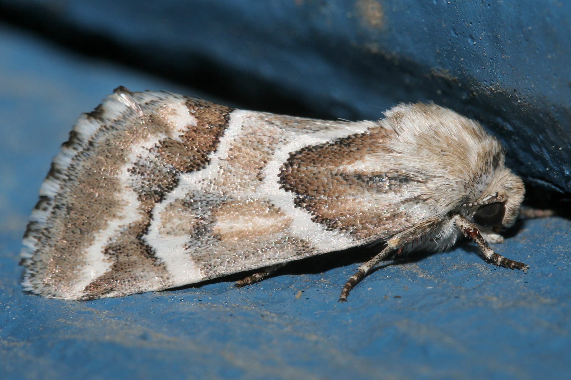 Schinia acutilinea (Travels » US Trip 1: Cheyenne Country » Animals » Butterfies and Moths » Noctuidae)