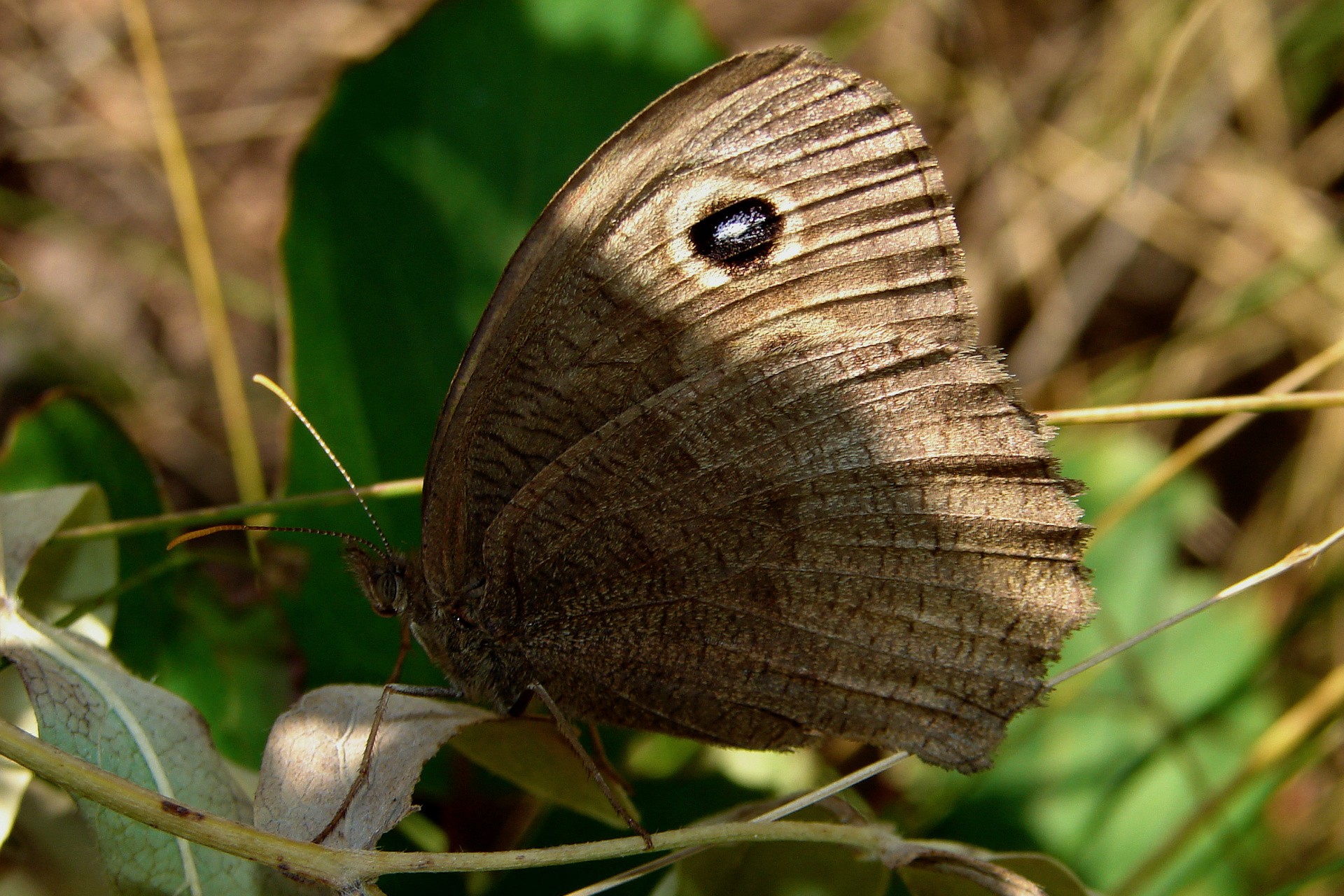 Cercyonis pegala (Podróże » USA: Na ziemi Czejenów » Zwierzęta » Motyle i ćmy » Nymphalidae » Satyrinae)