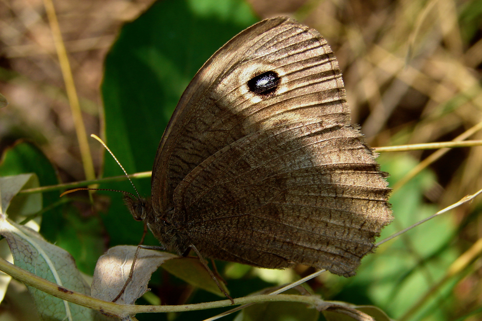 Cercyonis pegala (Travels » US Trip 1: Cheyenne Country » Animals » Butterfies and Moths » Nymphalidae » Satyrinae)