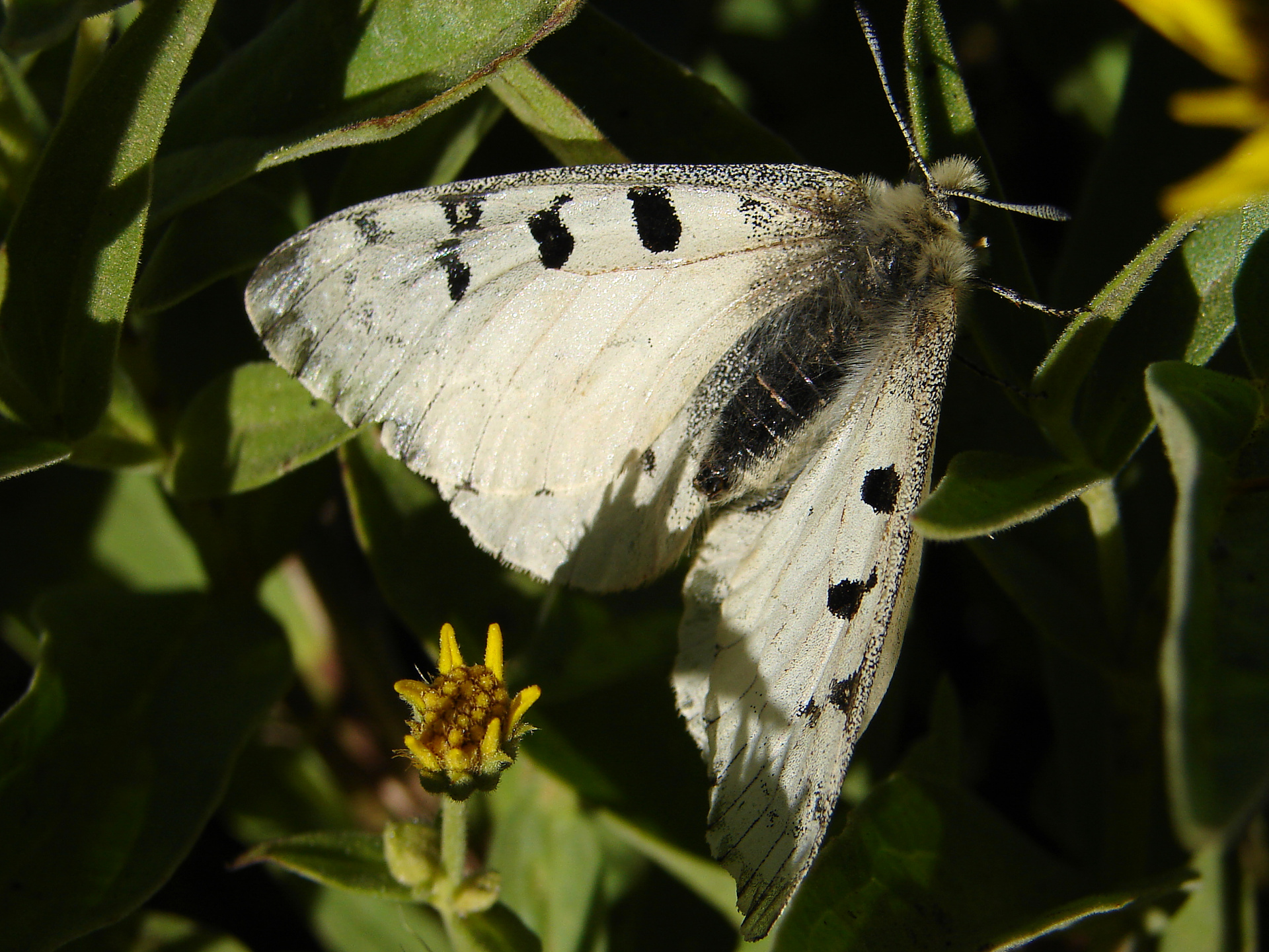 Parnassius smintheus (Travels » US Trip 1: Cheyenne Country » Animals » Butterfies and Moths » Papilonidae)