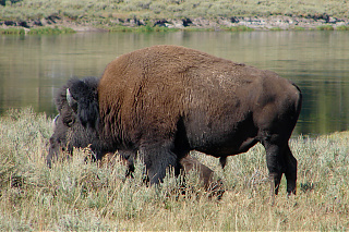 Herd 1a.jpg Herd 1a.jpg