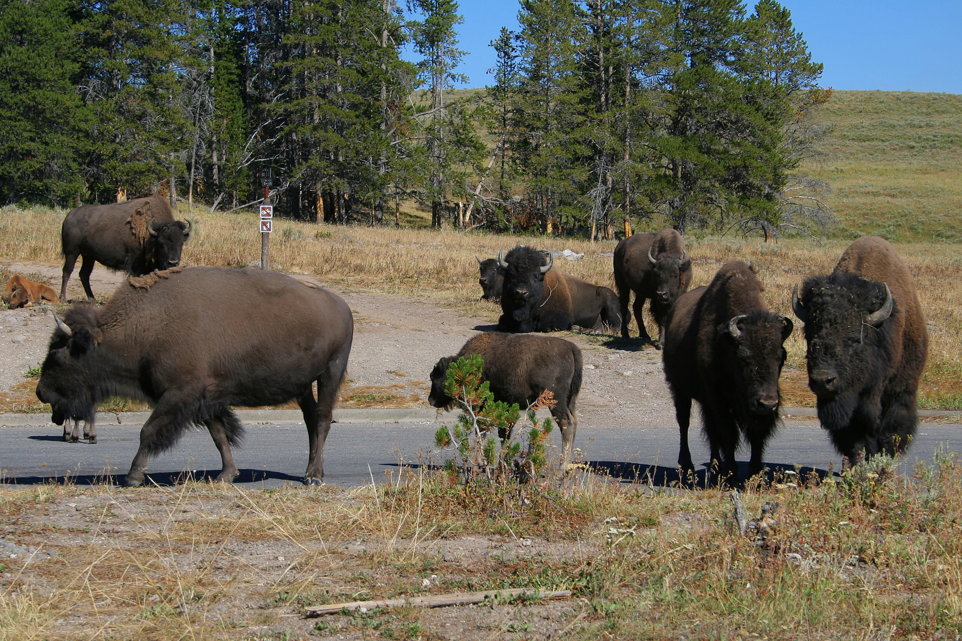 Drugie stado (Podróże » USA: Na ziemi Czejenów » Wielka Podróż » Park Narodowy Yellowstone » Bizony)