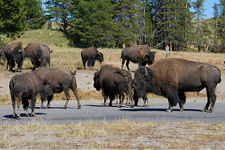 Herd 2c.jpg Herd 2c.jpg