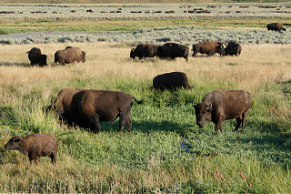 Herd 3b.jpg Herd 3b.jpg