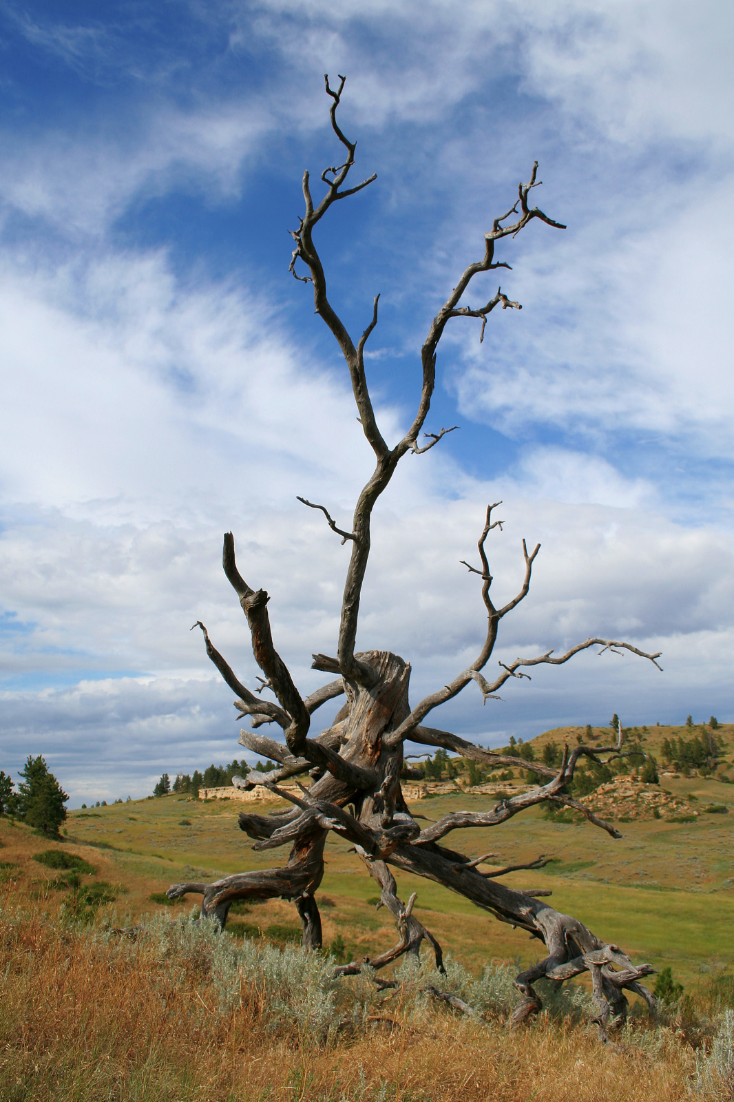 Powalone drzewo (Podróże » USA: Na ziemi Czejenów » Rezerwat » Pole bitwy nad Rosebud)