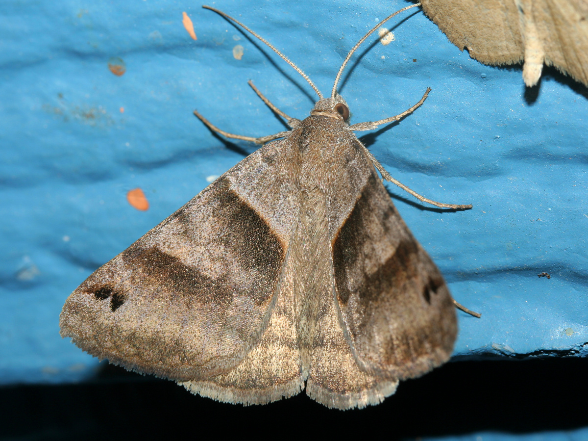 Caenurgina erechtea (Podróże » USA: Epopeja Czejeńska » Zwierzęta » Owady » Motyle i ćmy » Noctuidae)