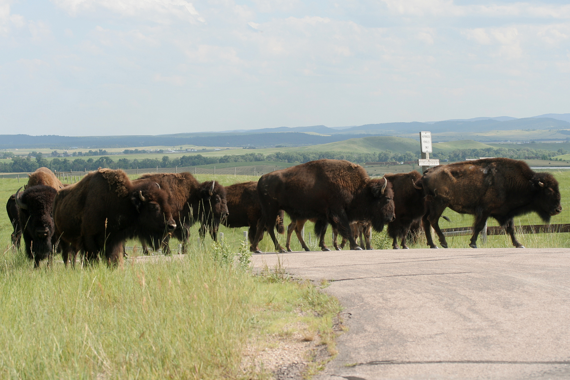 IMG_5091 (Travels » US Trip 2: Cheyenne Epic » Cheyenne Epic » Bear Butte » Buffalos)