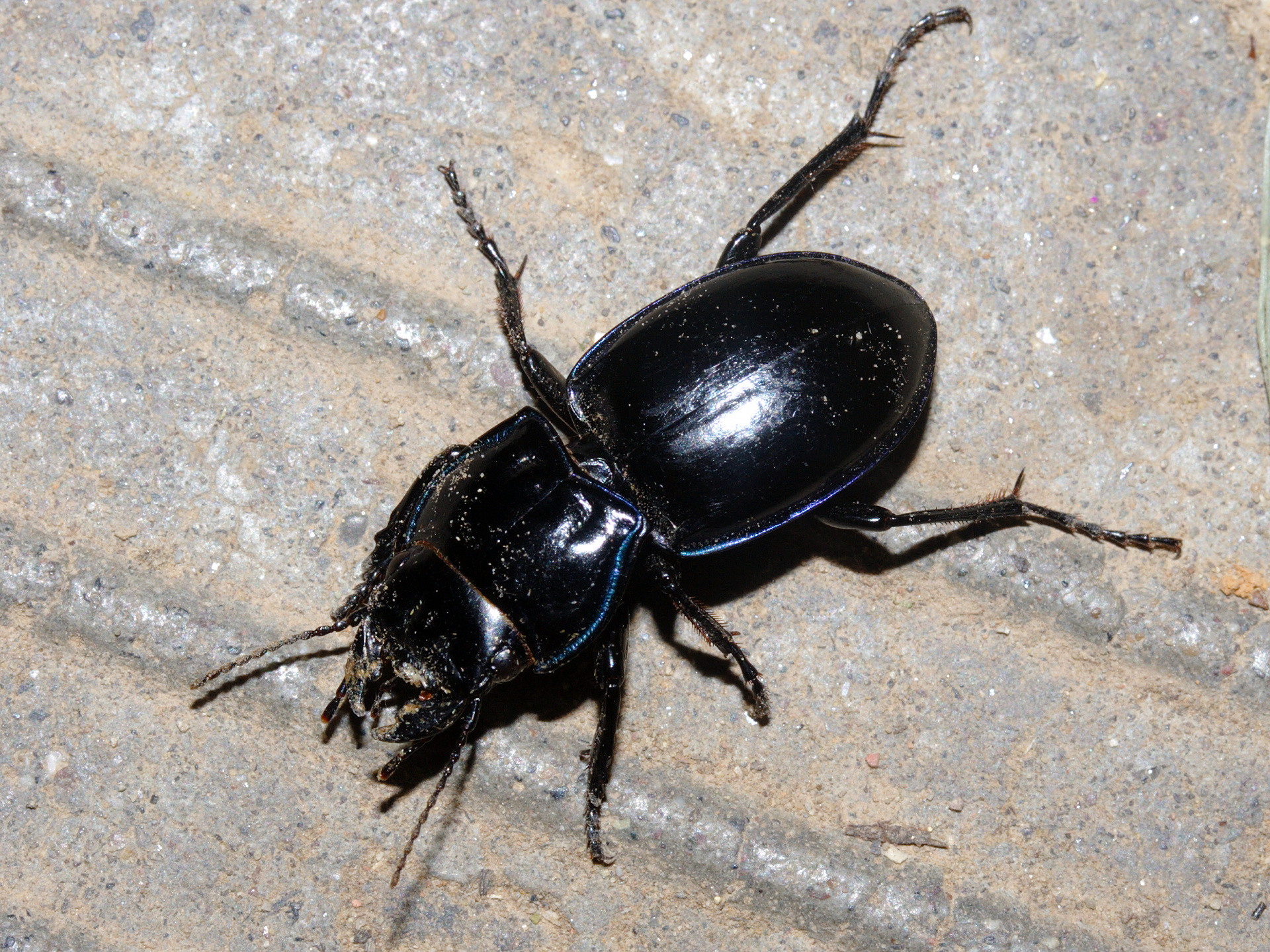 Beetle (Travels » US Trip 2: Cheyenne Epic » Animals » Insects » Beetles)