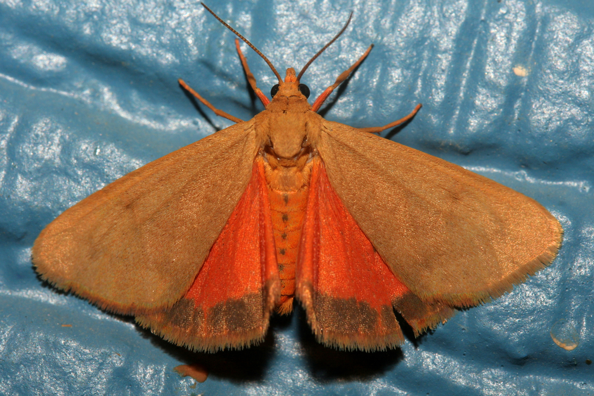 Holomelina aurantiaca (Podróże » USA: Epopeja Czejeńska » Zwierzęta » Owady » Motyle i ćmy » Arctiidae)