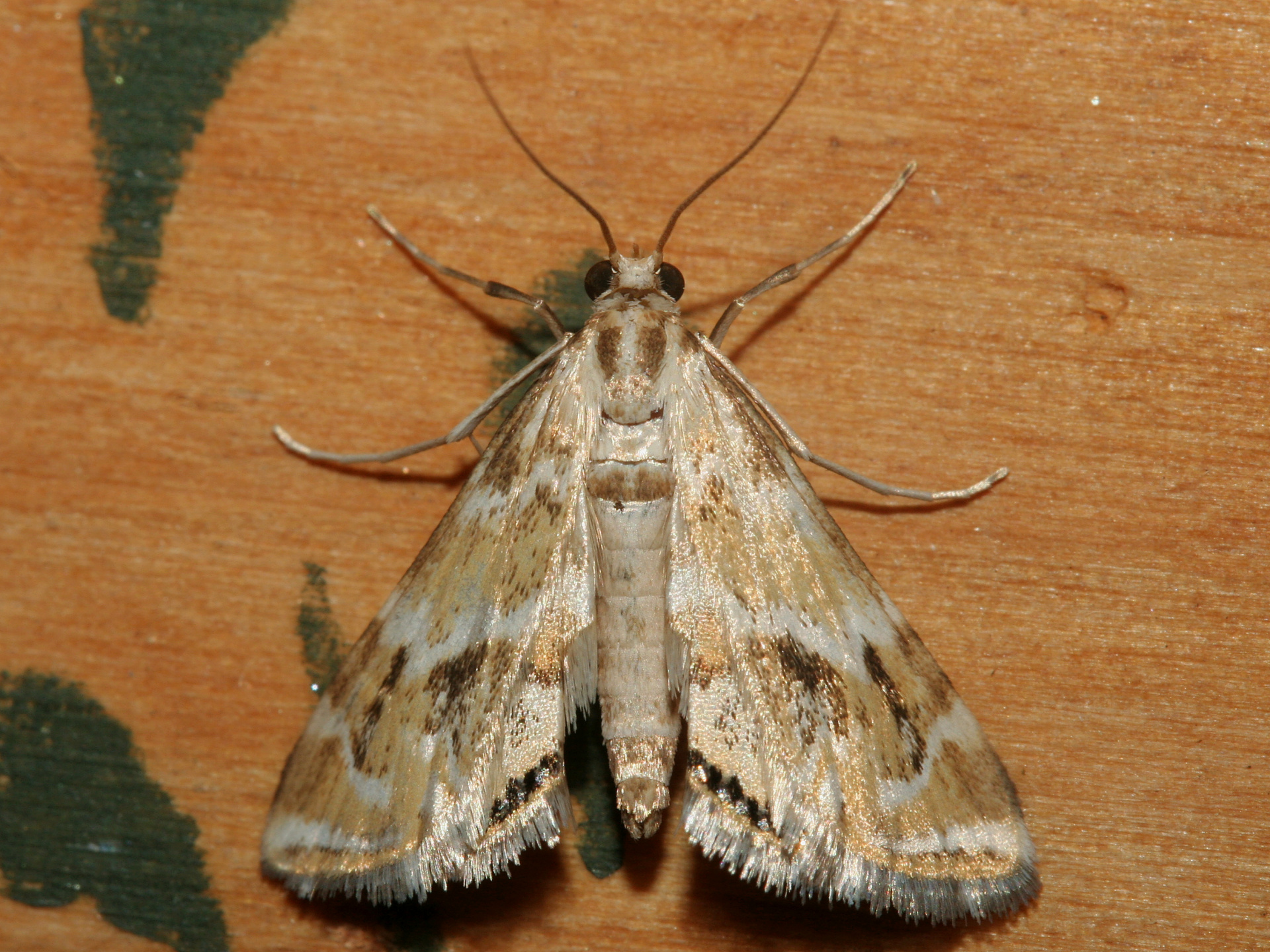 Petrophila avernalis (Travels » US Trip 2: Cheyenne Epic » Animals » Insects » Butterfies and Moths » Crambidae)