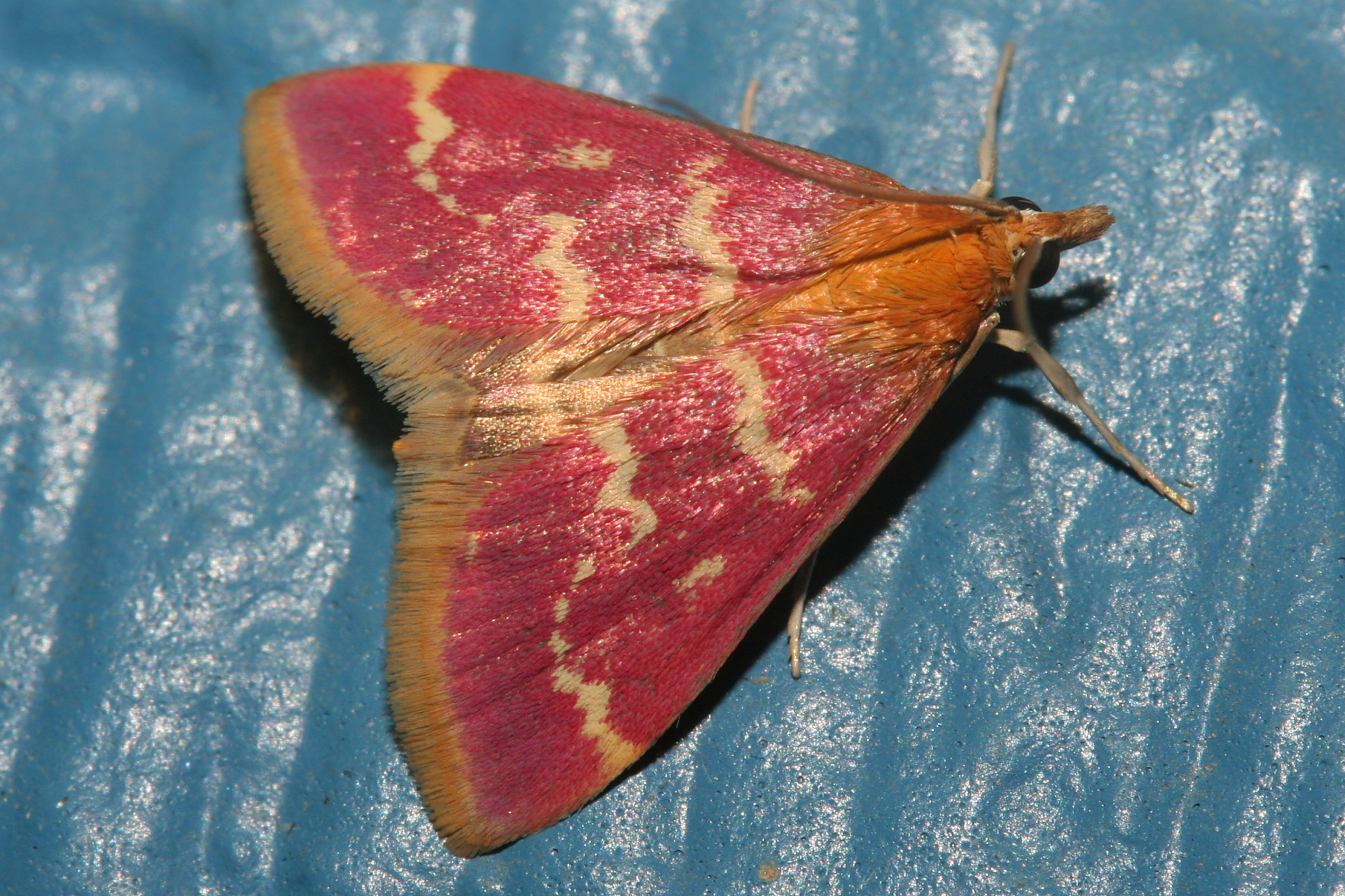 Pyrausta signatalis (Travels » US Trip 2: Cheyenne Epic » Animals » Insects » Butterfies and Moths » Crambidae)