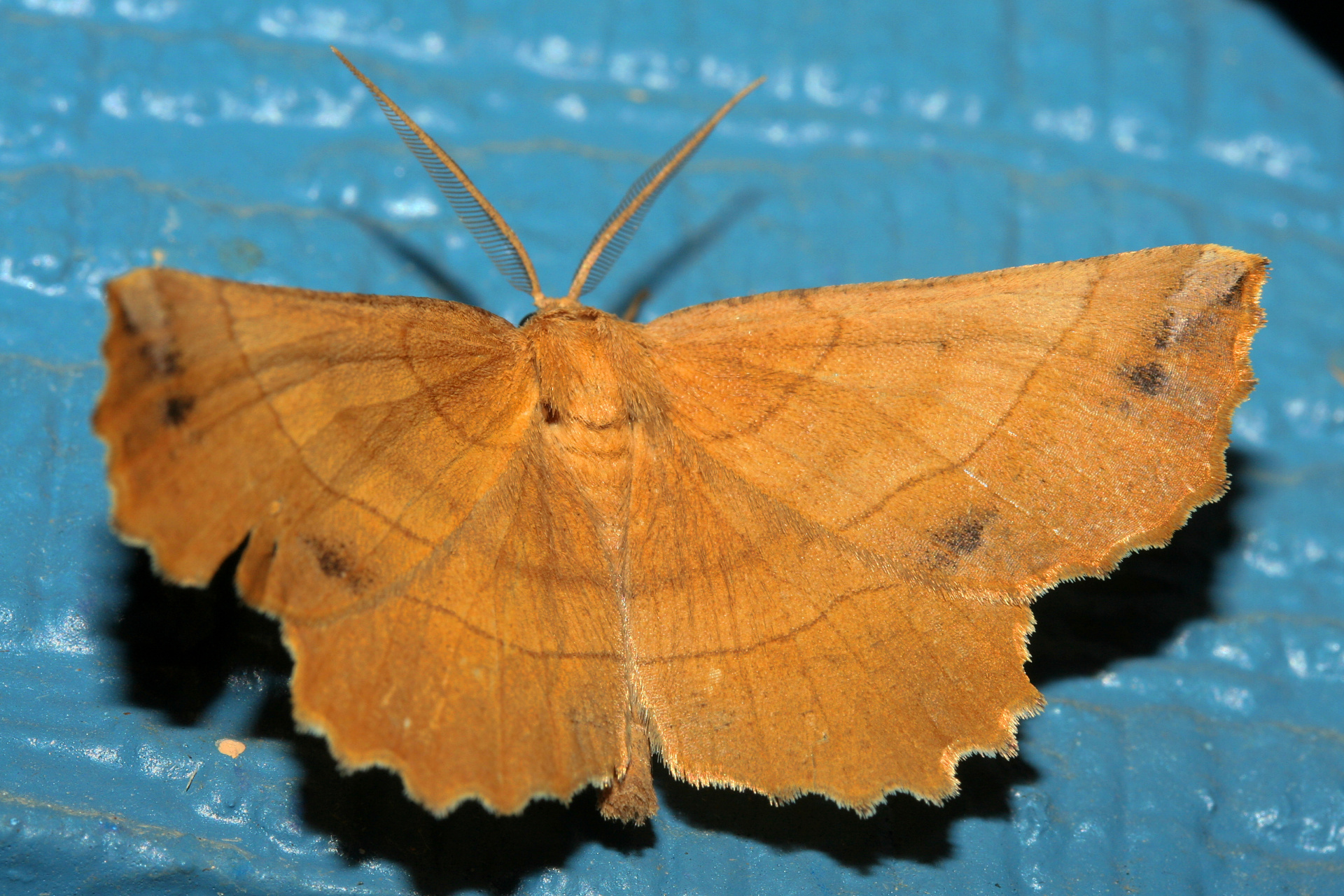 Euchlaena johnsonaria (Travels » US Trip 2: Cheyenne Epic » Animals » Insects » Butterfies and Moths » Geometridae)