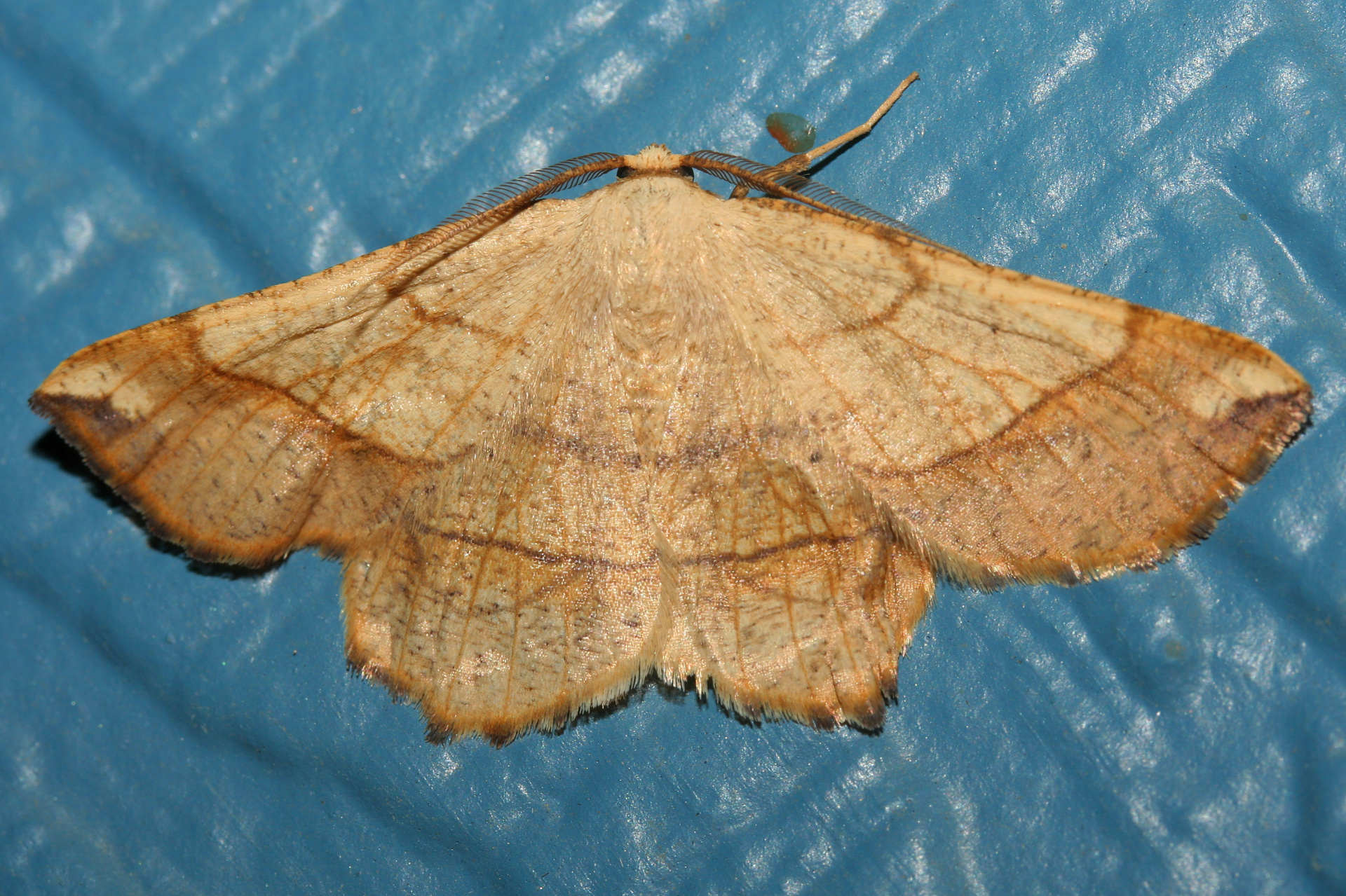 Euchlaena mollisaria (Podróże » USA: Epopeja Czejeńska » Zwierzęta » Owady » Motyle i ćmy » Geometridae)