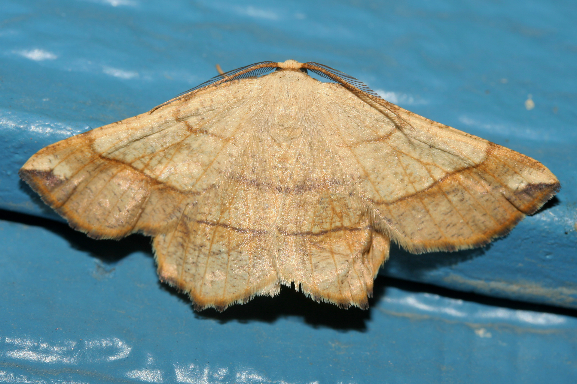 Euchlaena mollisaria (Travels » US Trip 2: Cheyenne Epic » Animals » Insects » Butterfies and Moths » Geometridae)