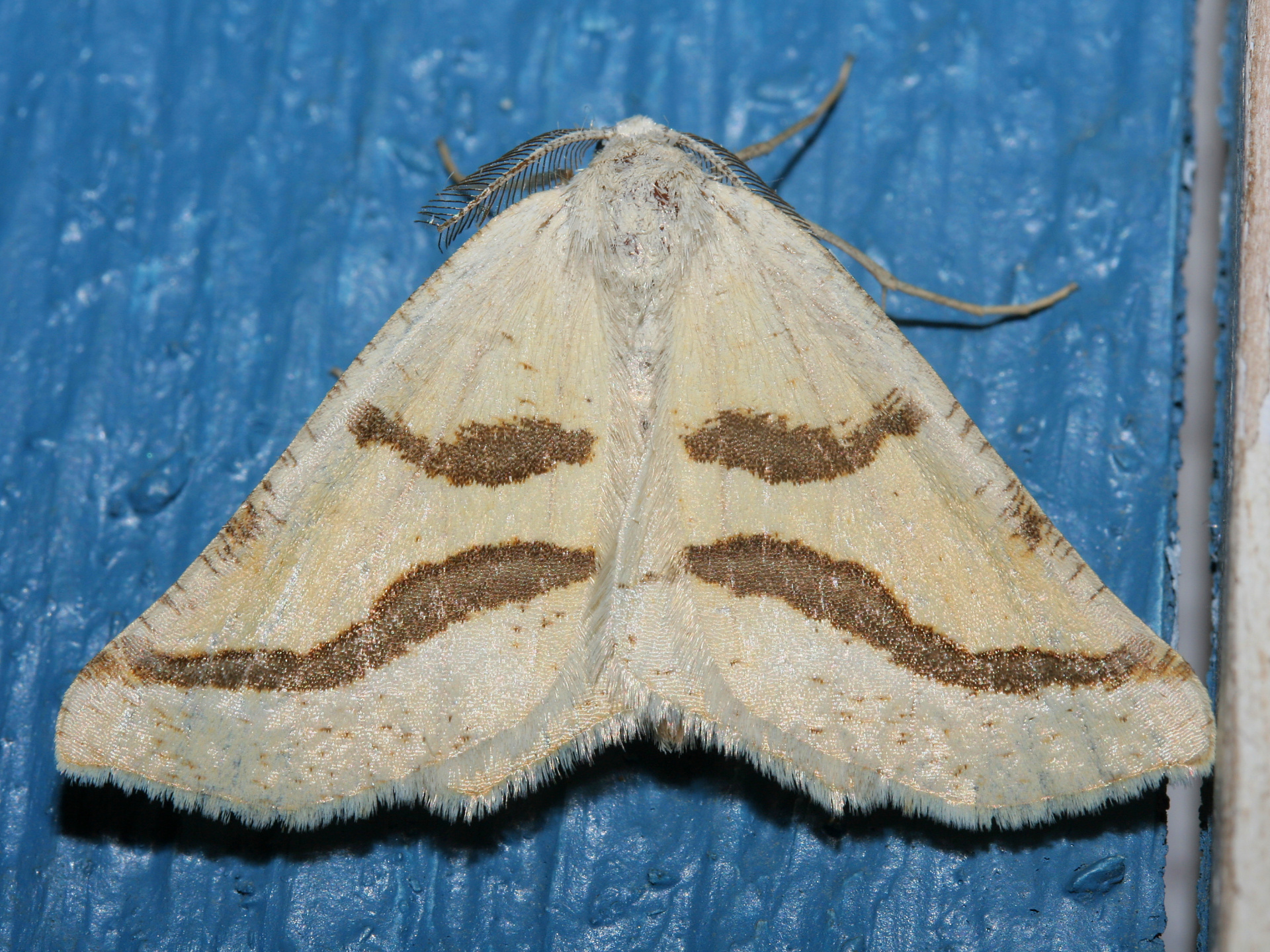 Eriplatymetra coloradaria (Podróże » USA: Epopeja Czejeńska » Zwierzęta » Owady » Motyle i ćmy » Geometridae)