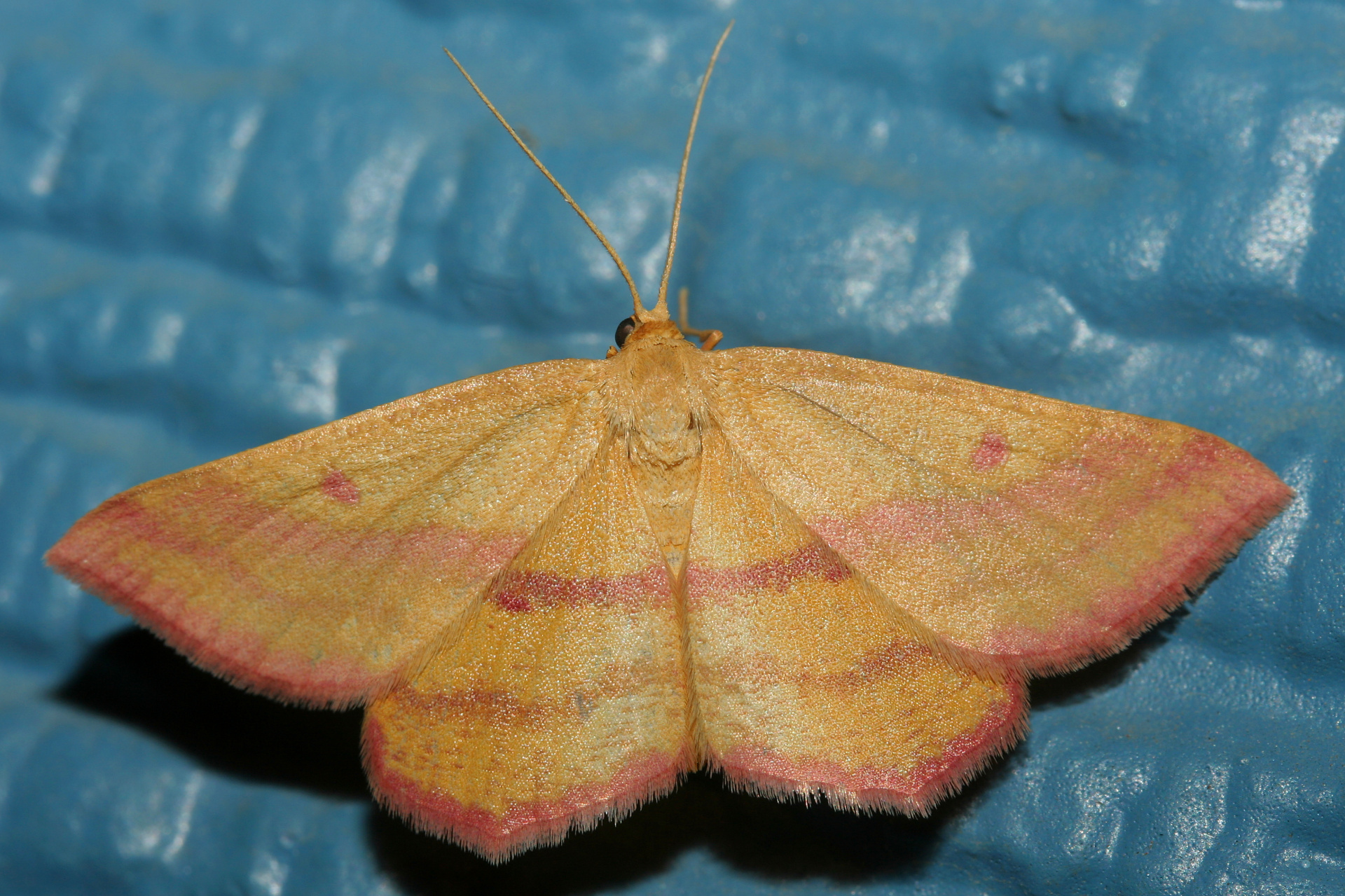 Haematopis grataria (Podróże » USA: Epopeja Czejeńska » Zwierzęta » Owady » Motyle i ćmy » Geometridae)