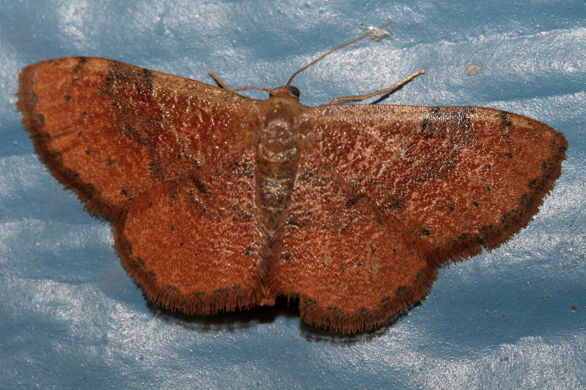 Leptostales rubromarginata (Travels » US Trip 2: Cheyenne Epic » Animals » Insects » Butterfies and Moths » Geometridae)