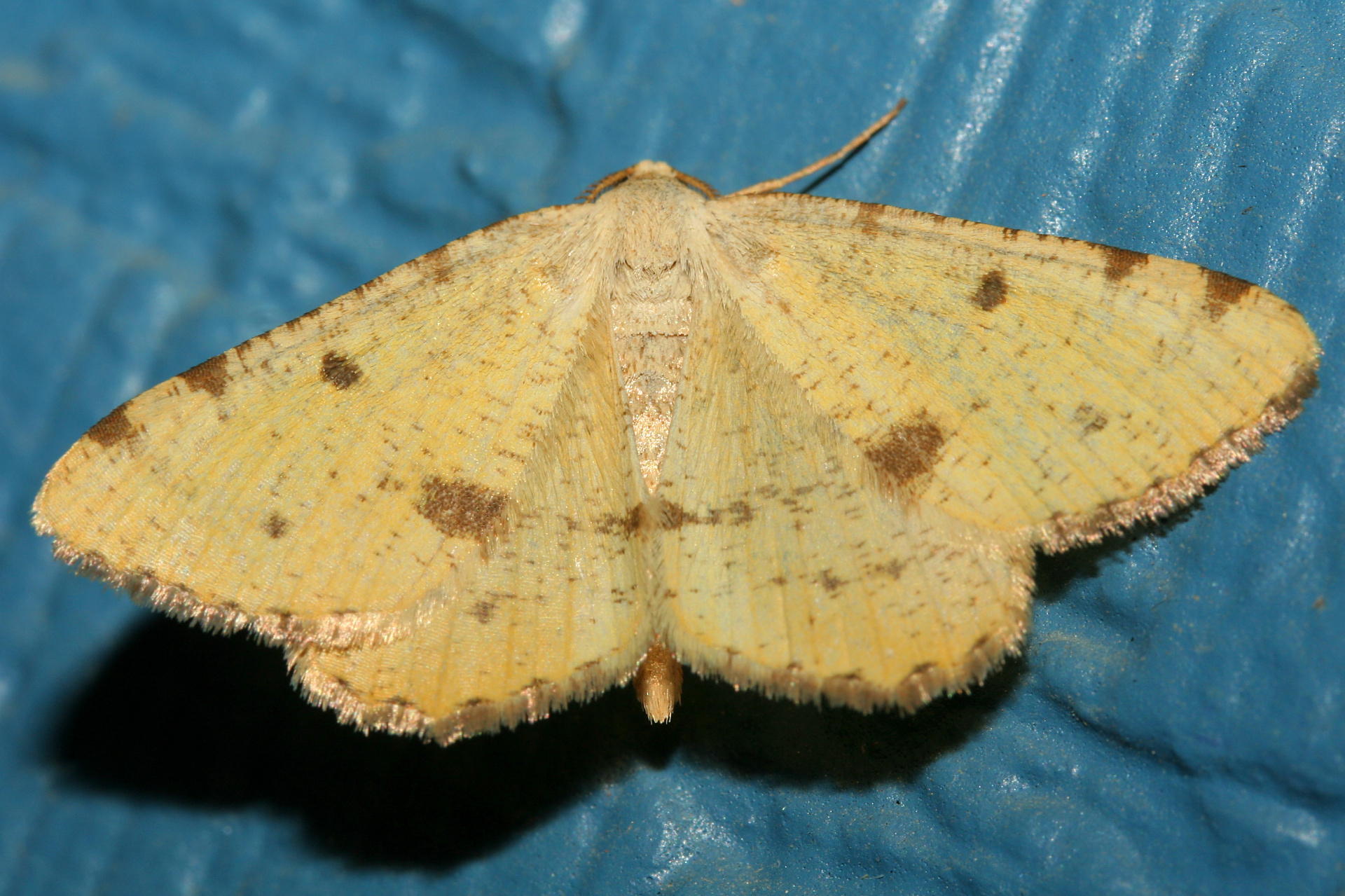 Macaria sulphurea (Podróże » USA: Epopeja Czejeńska » Zwierzęta » Owady » Motyle i ćmy » Geometridae)