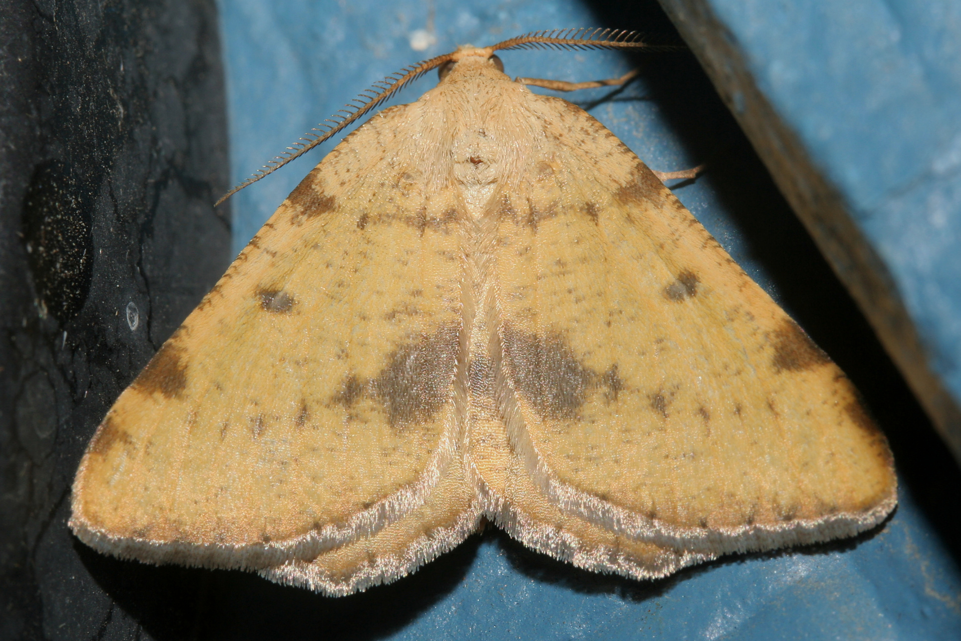 Macaria sulphurea (Podróże » USA: Epopeja Czejeńska » Zwierzęta » Owady » Motyle i ćmy » Geometridae)