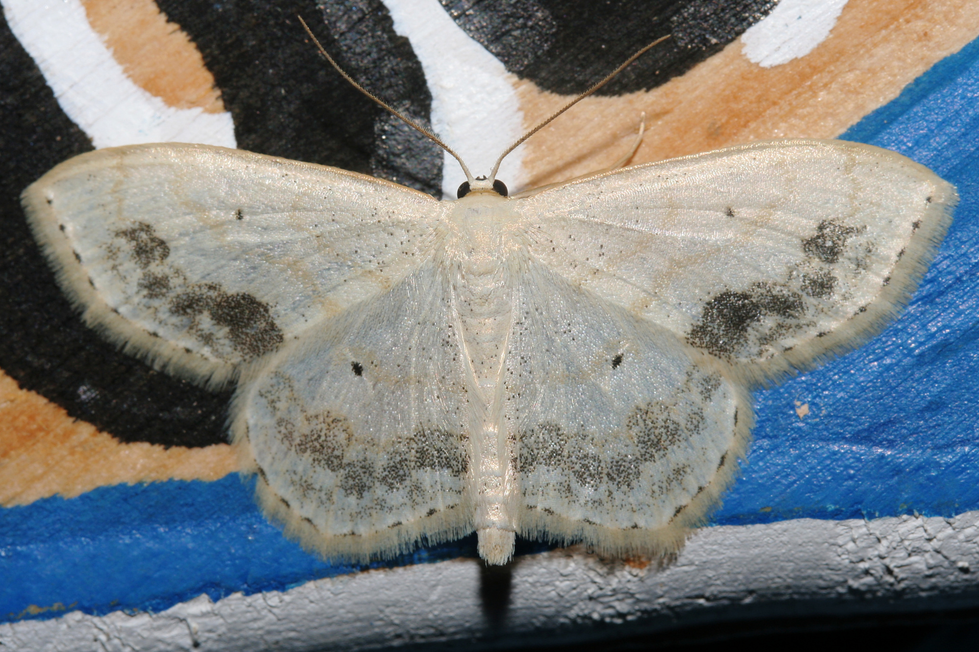 Scopula limboundata (Travels » US Trip 2: Cheyenne Epic » Animals » Insects » Butterfies and Moths » Geometridae)