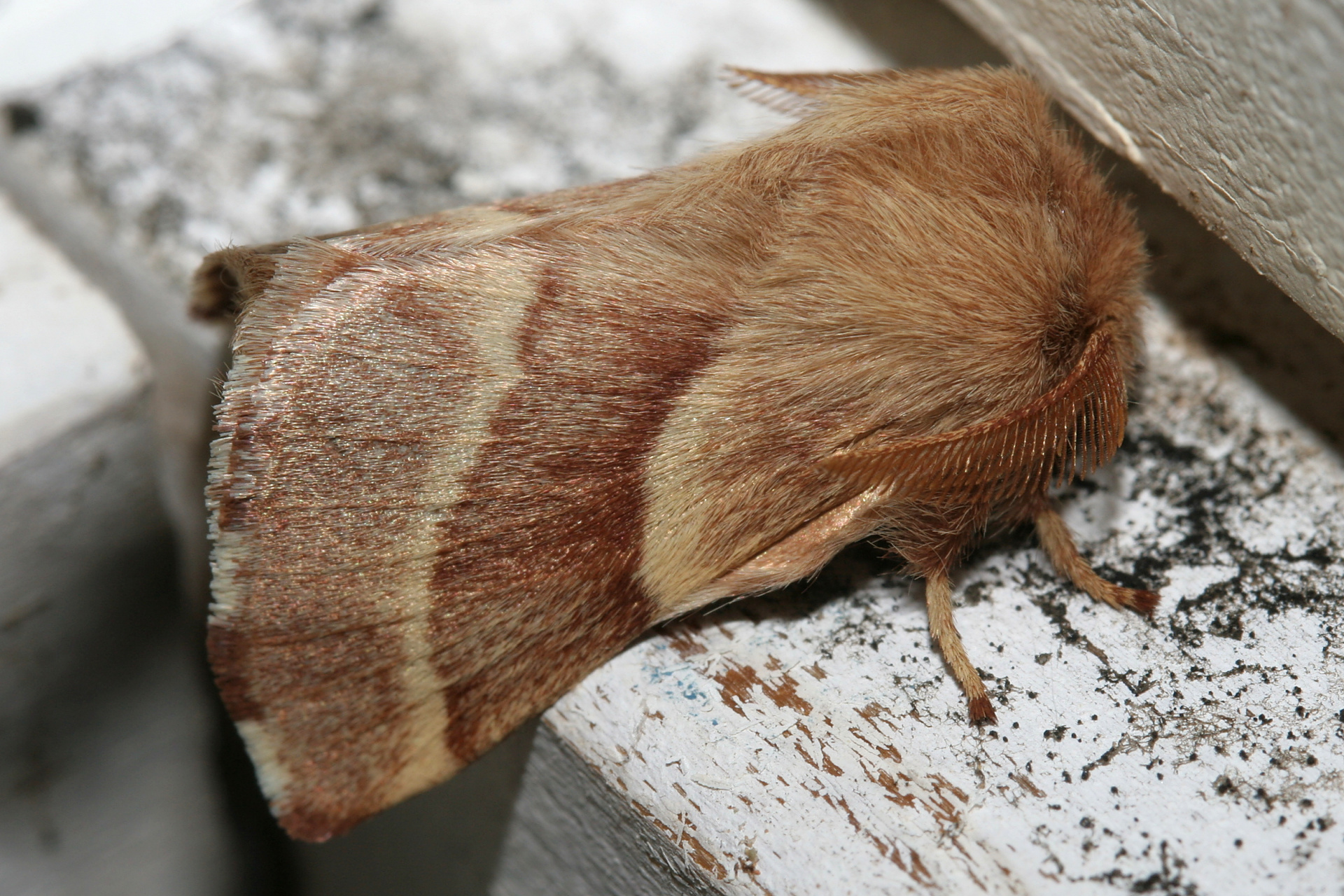 Malacosoma americanum (Podróże » USA: Epopeja Czejeńska » Zwierzęta » Owady » Motyle i ćmy » Lasiocampidae)