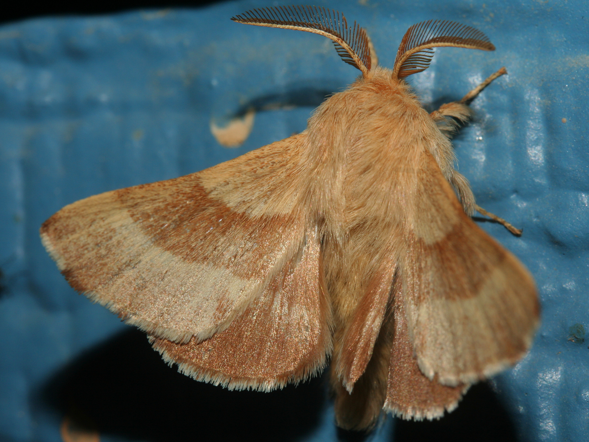 Malacosoma americanum (Travels » US Trip 2: Cheyenne Epic » Animals » Insects » Butterfies and Moths » Lasiocampidae)