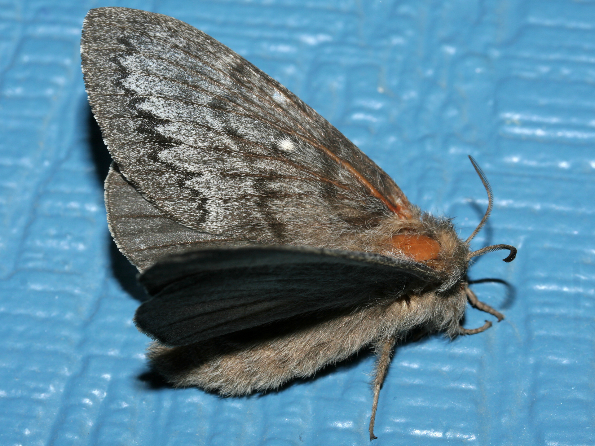 Gloveria arizonensis (Travels » US Trip 2: Cheyenne Epic » Animals » Insects » Butterfies and Moths » Lasiocampidae)