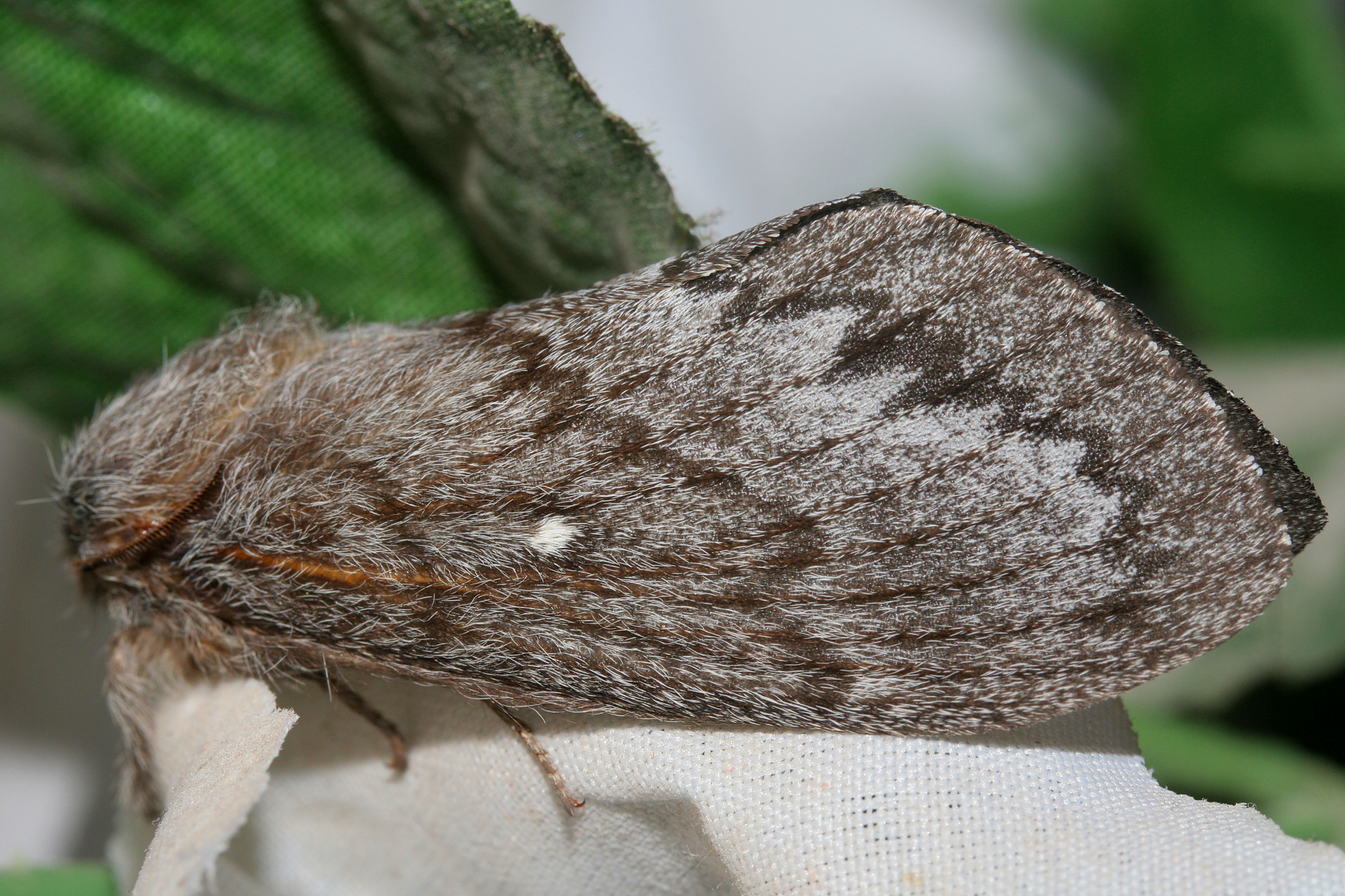 Gloveria arizonensis (Podróże » USA: Epopeja Czejeńska » Zwierzęta » Owady » Motyle i ćmy » Lasiocampidae)