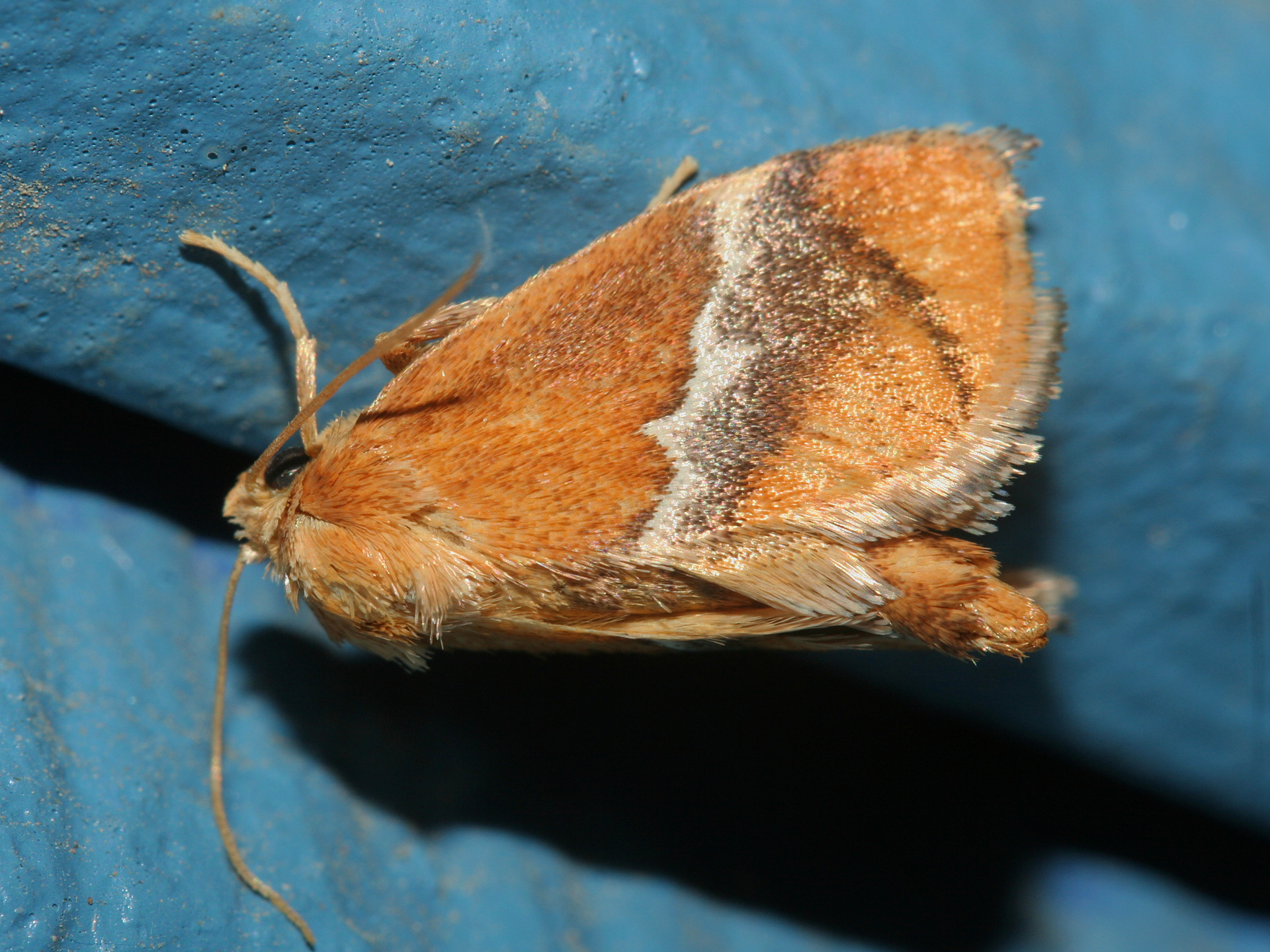 Lithacodes gracea (Podróże » USA: Epopeja Czejeńska » Zwierzęta » Owady » Motyle i ćmy » Limacodidae)