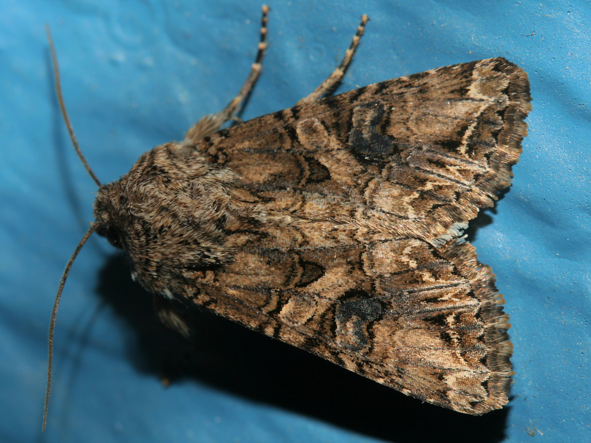 Anarta obesula (Travels » US Trip 2: Cheyenne Epic » Animals » Insects » Butterfies and Moths » Noctuidae)
