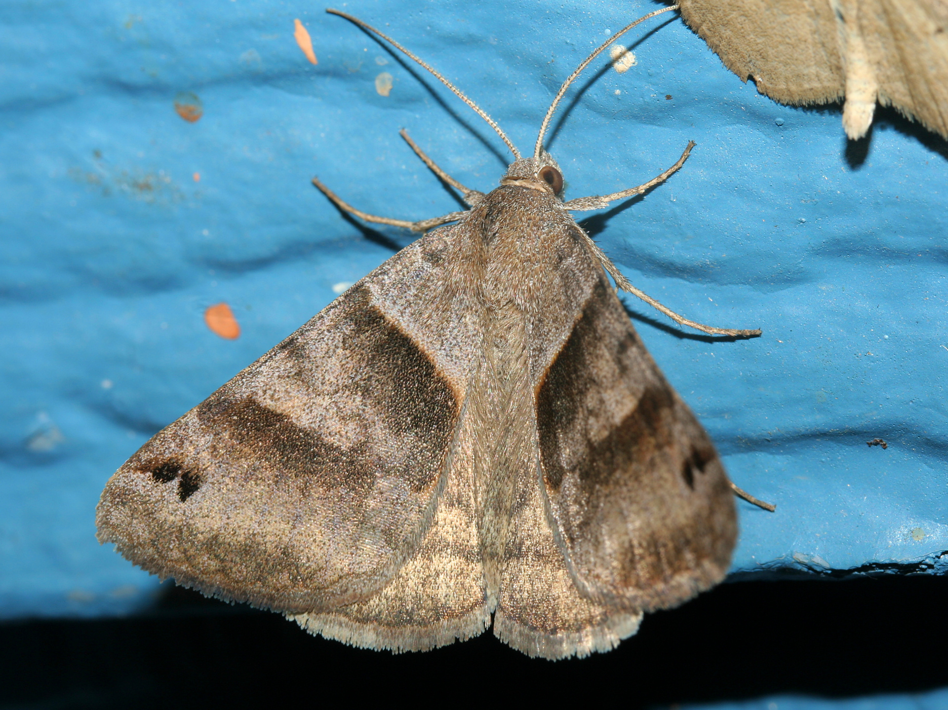 Caenurgina erechtea (Travels » US Trip 2: Cheyenne Epic » Animals » Insects » Butterfies and Moths » Noctuidae)