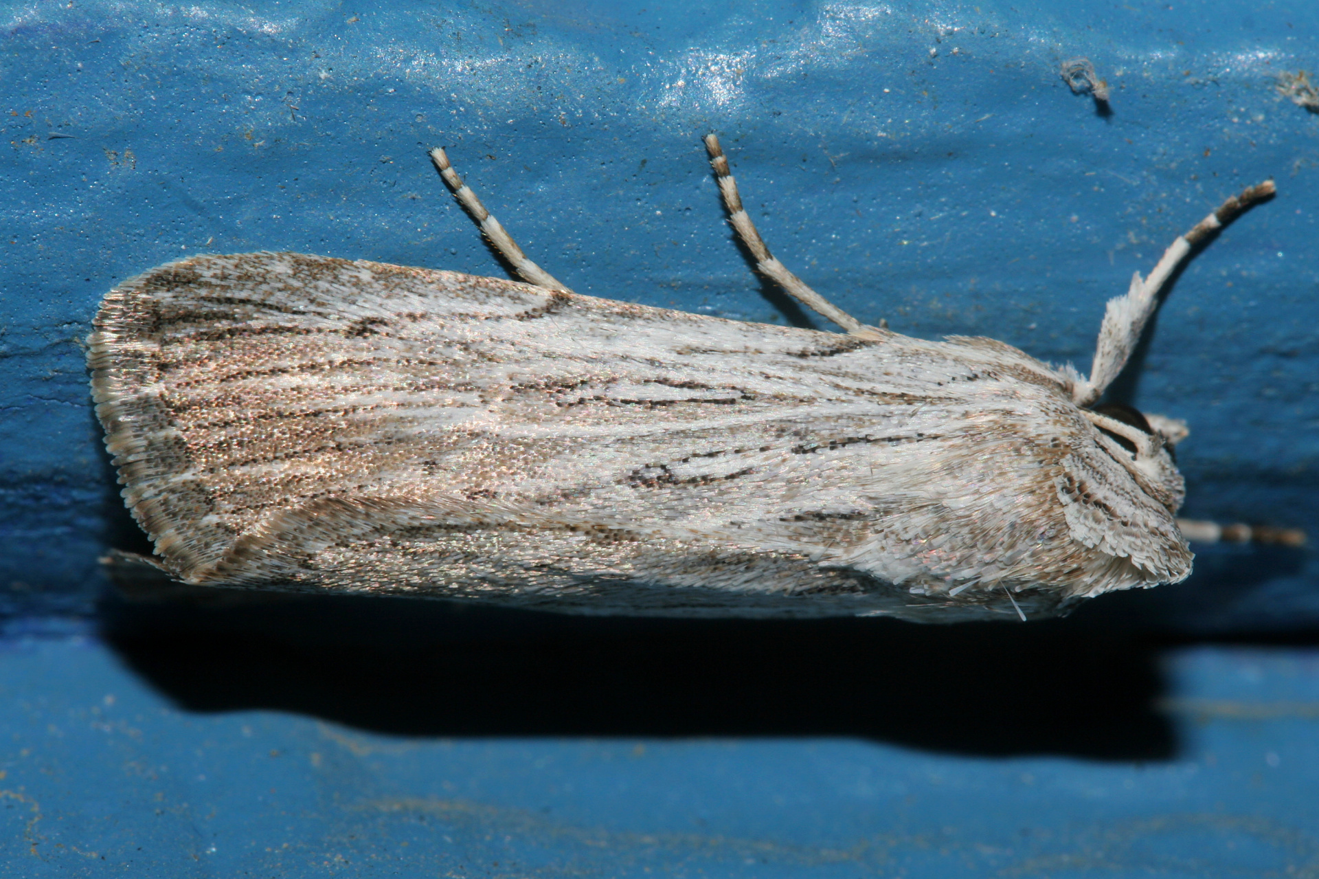 Cucullia sp. (Podróże » USA: Epopeja Czejeńska » Zwierzęta » Owady » Motyle i ćmy » Noctuidae)