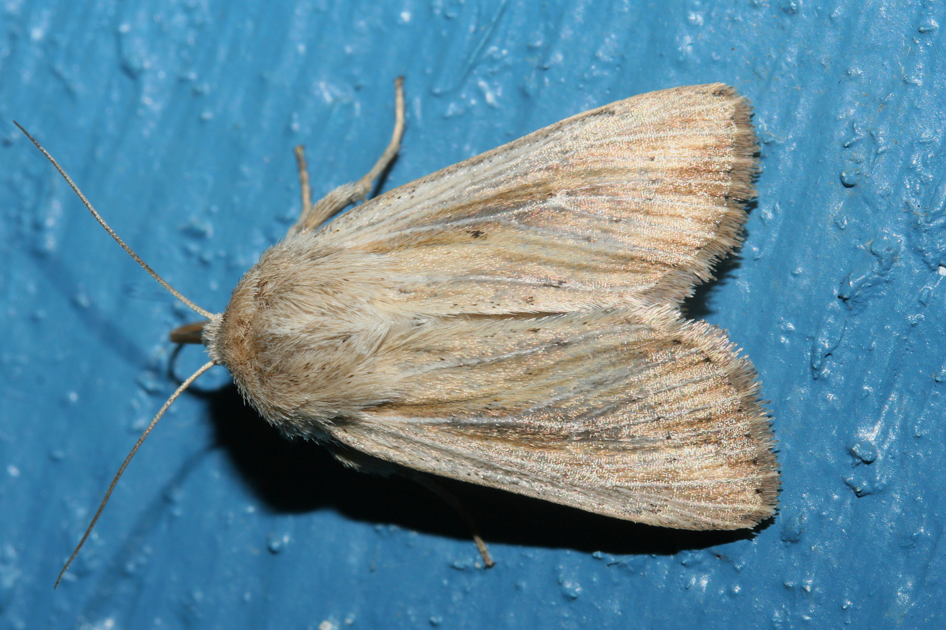 Leucania sp. (Travels » US Trip 2: Cheyenne Epic » Animals » Insects » Butterfies and Moths » Noctuidae)