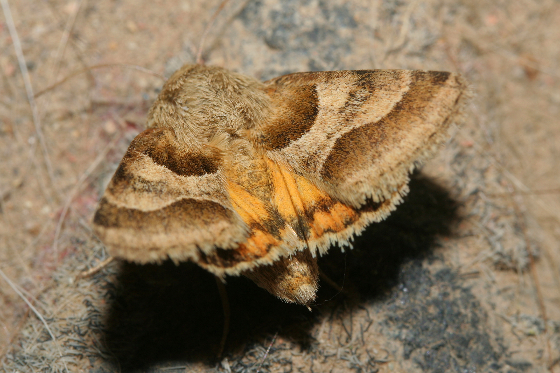 Schinia jaguarina (Travels » US Trip 2: Cheyenne Epic » Animals » Insects » Butterfies and Moths » Noctuidae)