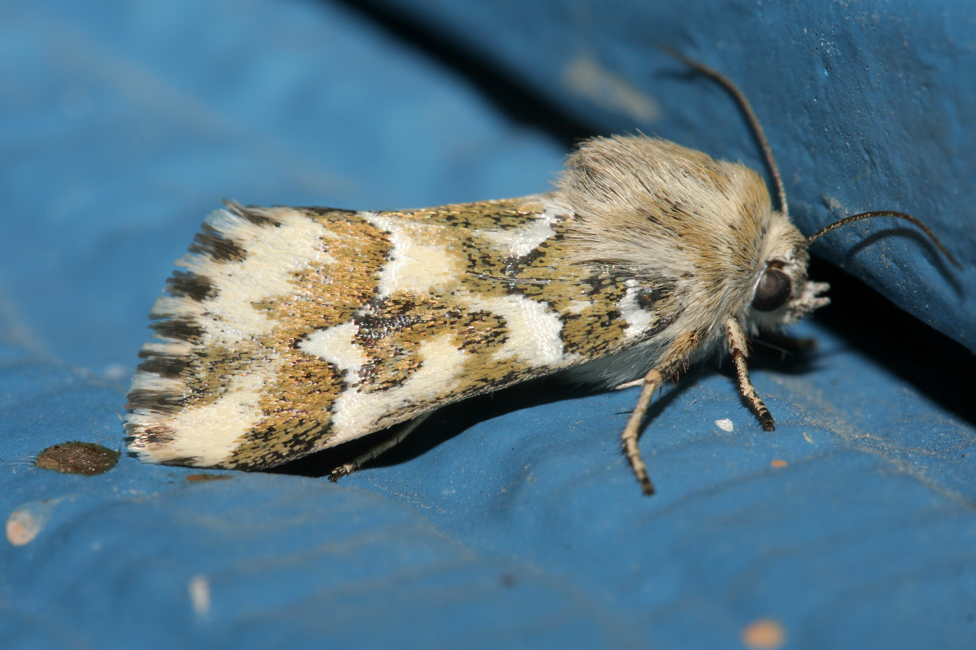 Schinia meadi (Travels » US Trip 2: Cheyenne Epic » Animals » Insects » Butterfies and Moths » Noctuidae)