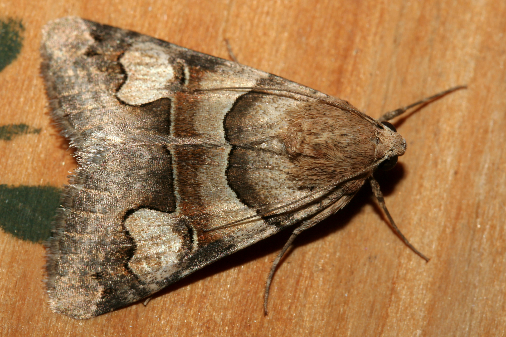 Drasteria pallescens (Podróże » USA: Epopeja Czejeńska » Zwierzęta » Owady » Motyle i ćmy » Noctuidae)