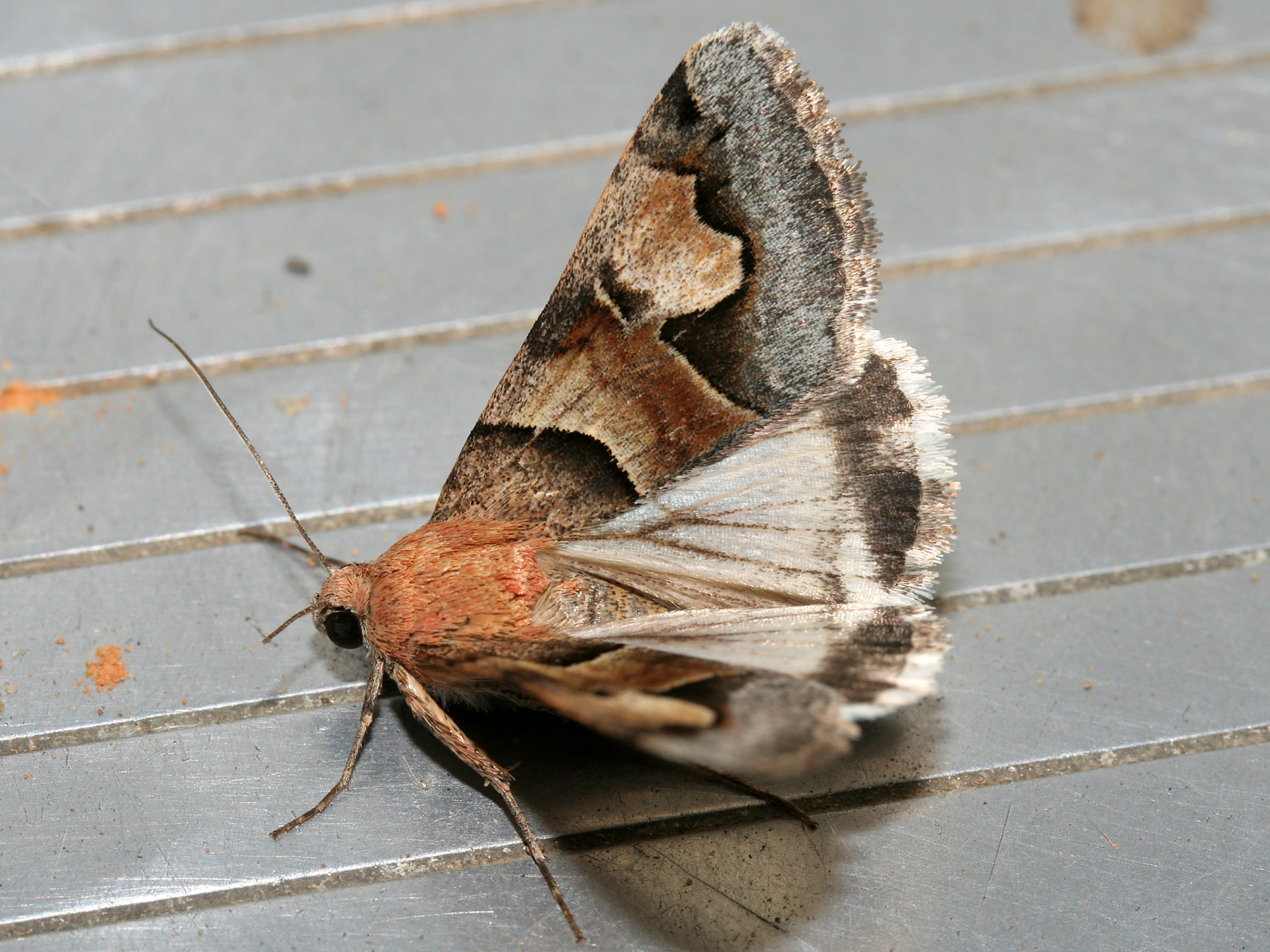 Drasteria pallescens (Podróże » USA: Epopeja Czejeńska » Zwierzęta » Owady » Motyle i ćmy » Noctuidae)