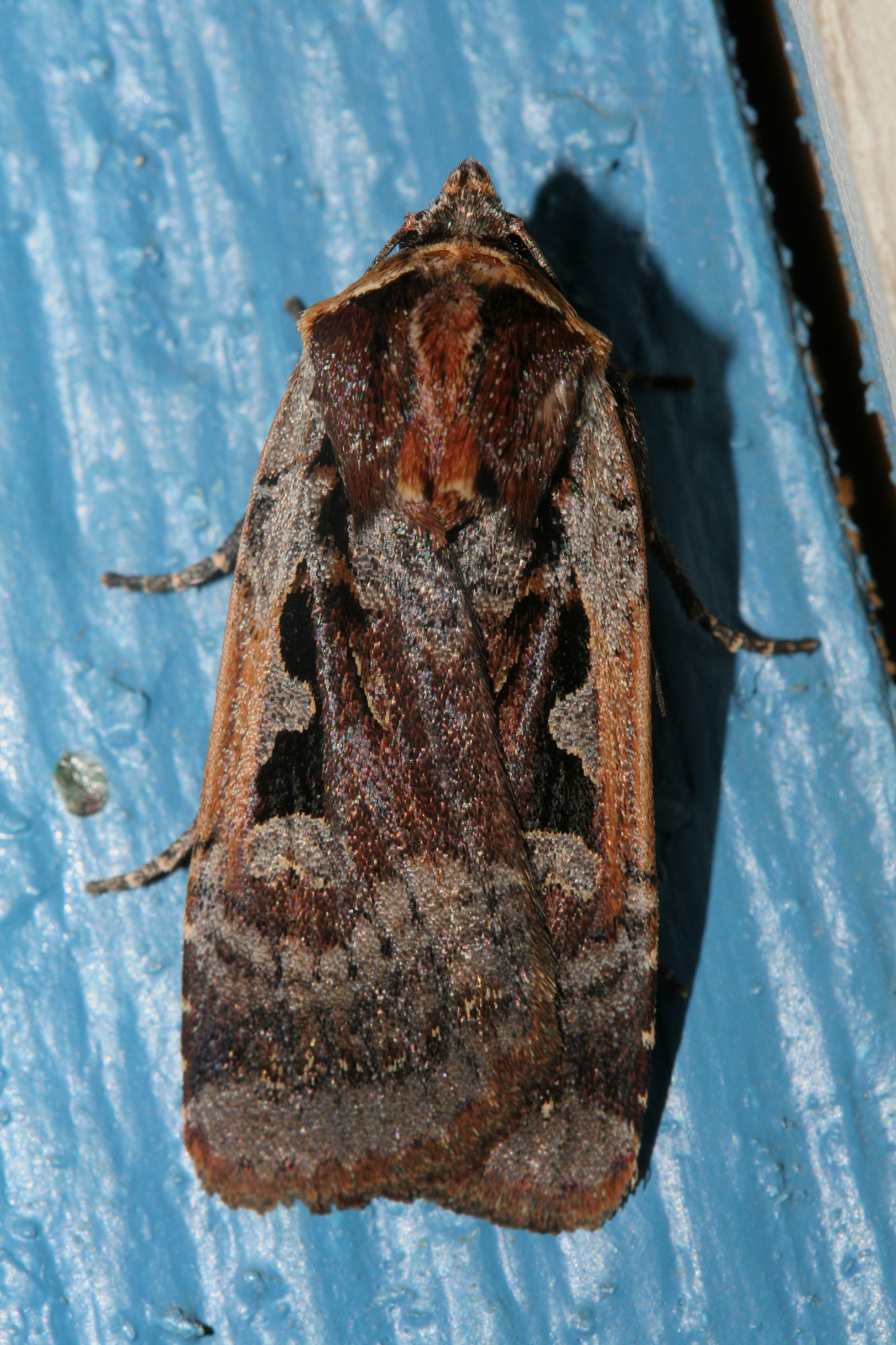 Parabagrotis exsertistigma (Travels » US Trip 2: Cheyenne Epic » Animals » Insects » Butterfies and Moths » Noctuidae)